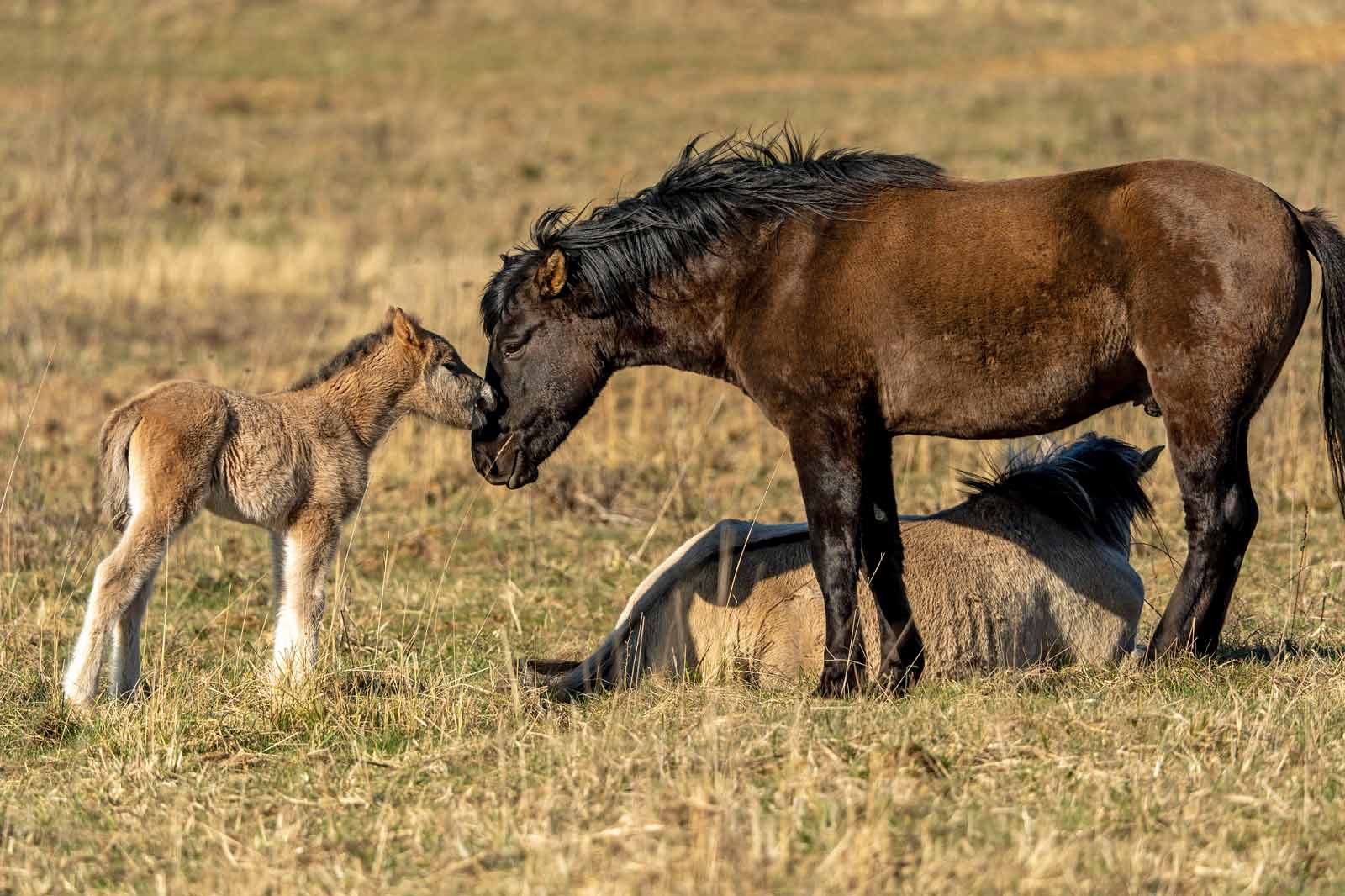 Eine Stute und ihr Fohlen berühren sich sanft. Im Hintergrund liegt ein weiteres Pferd im Gras.