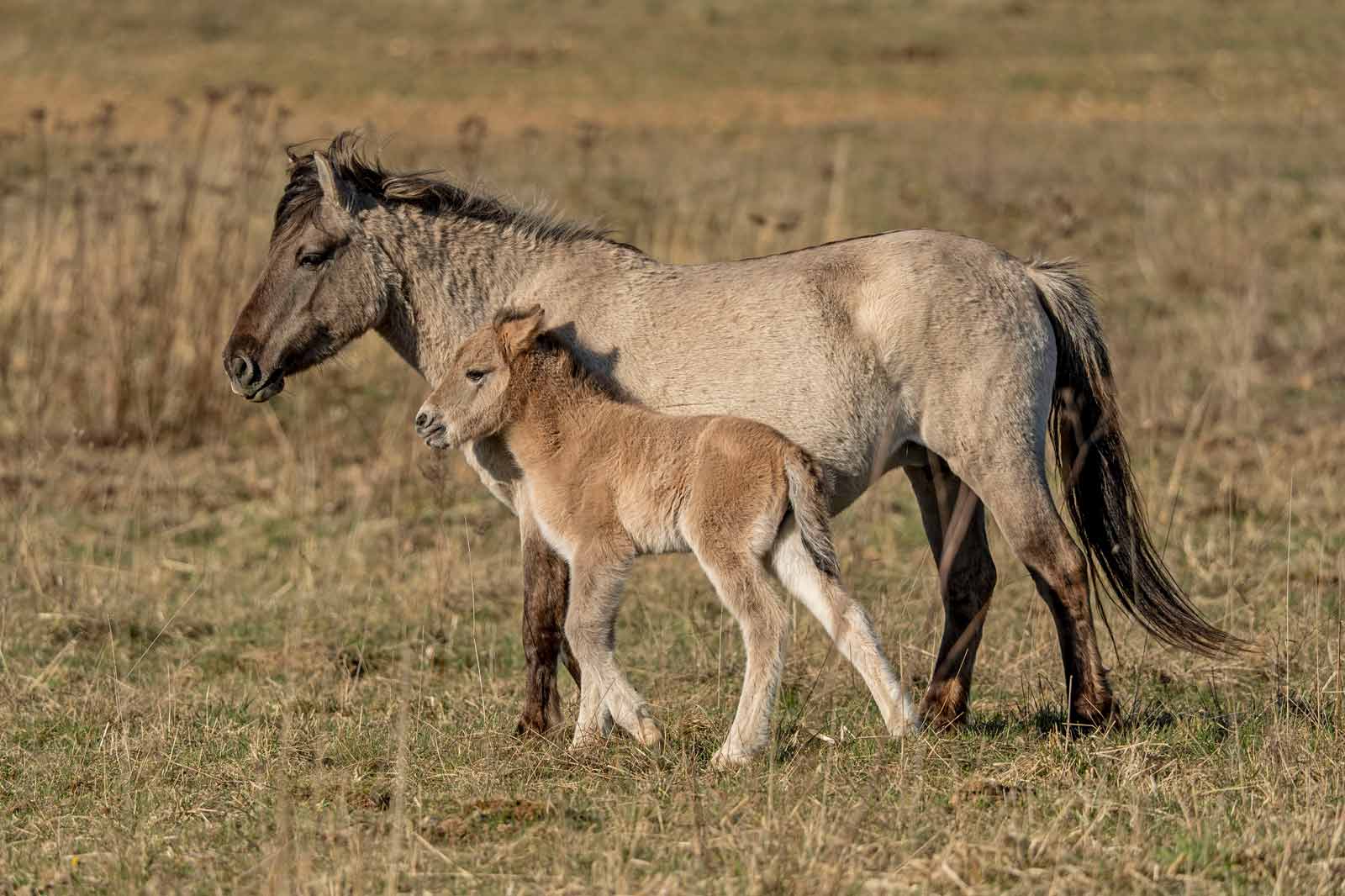 Eine Stute und ihr Fohlen stehen nebeneinander auf einer offenen Wiese. Das Fohlen ist hellbraun mit weißen Flecken.
