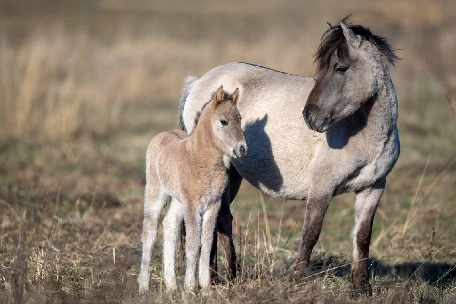 Eine Mutterpferd steht neben ihrem Fohlen auf einer Wiese. Beide Tiere haben ein hellbraunes Fell.