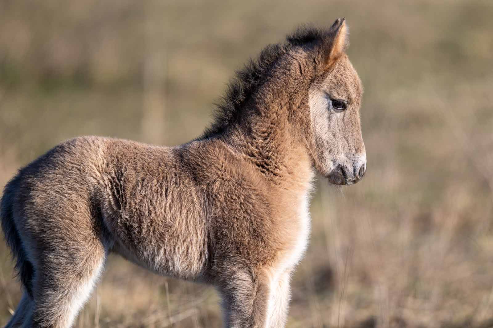 Ein Fohlen steht im Profil vor einem unscharfen Hintergrund. Das Fohlen hat ein flauschiges, hellbraunes Fell.