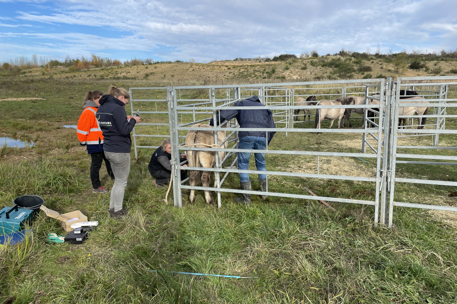 Eine Gruppe von Menschen kümmert sich um Pferde in einem eingezäunten Bereich, vor einer ländlichen Kulisse.