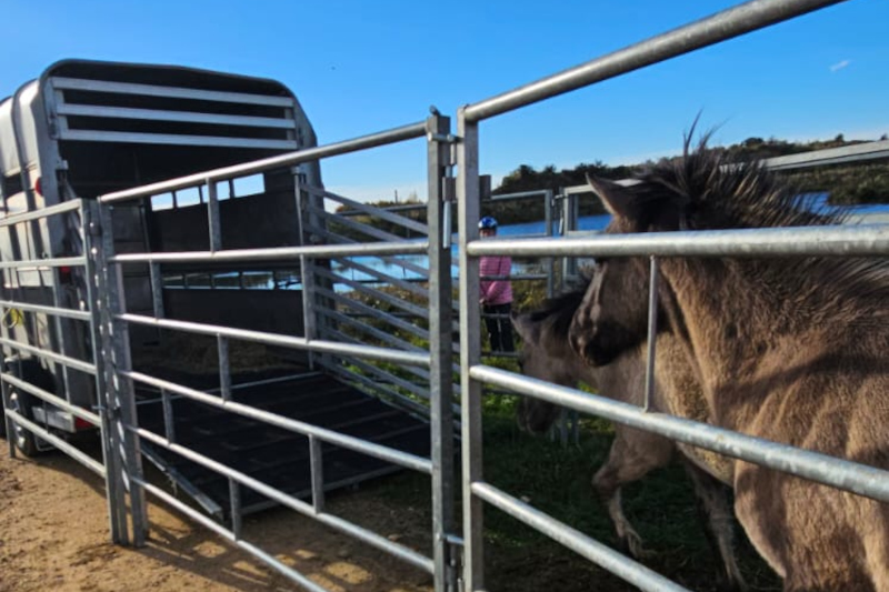 Zwei Pferde nähern sich einem Anhänger in einem eingezäunten Bereich. Eine Person mit blauer Mütze steht in der Nähe, im Hintergrund blauer Himmel.