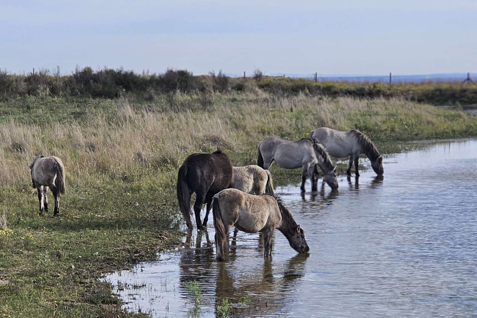 Mehrere Pferde trinken aus einem ruhigen Teich in einem grasbewachsenen Gebiet unter einem klaren Himmel.
