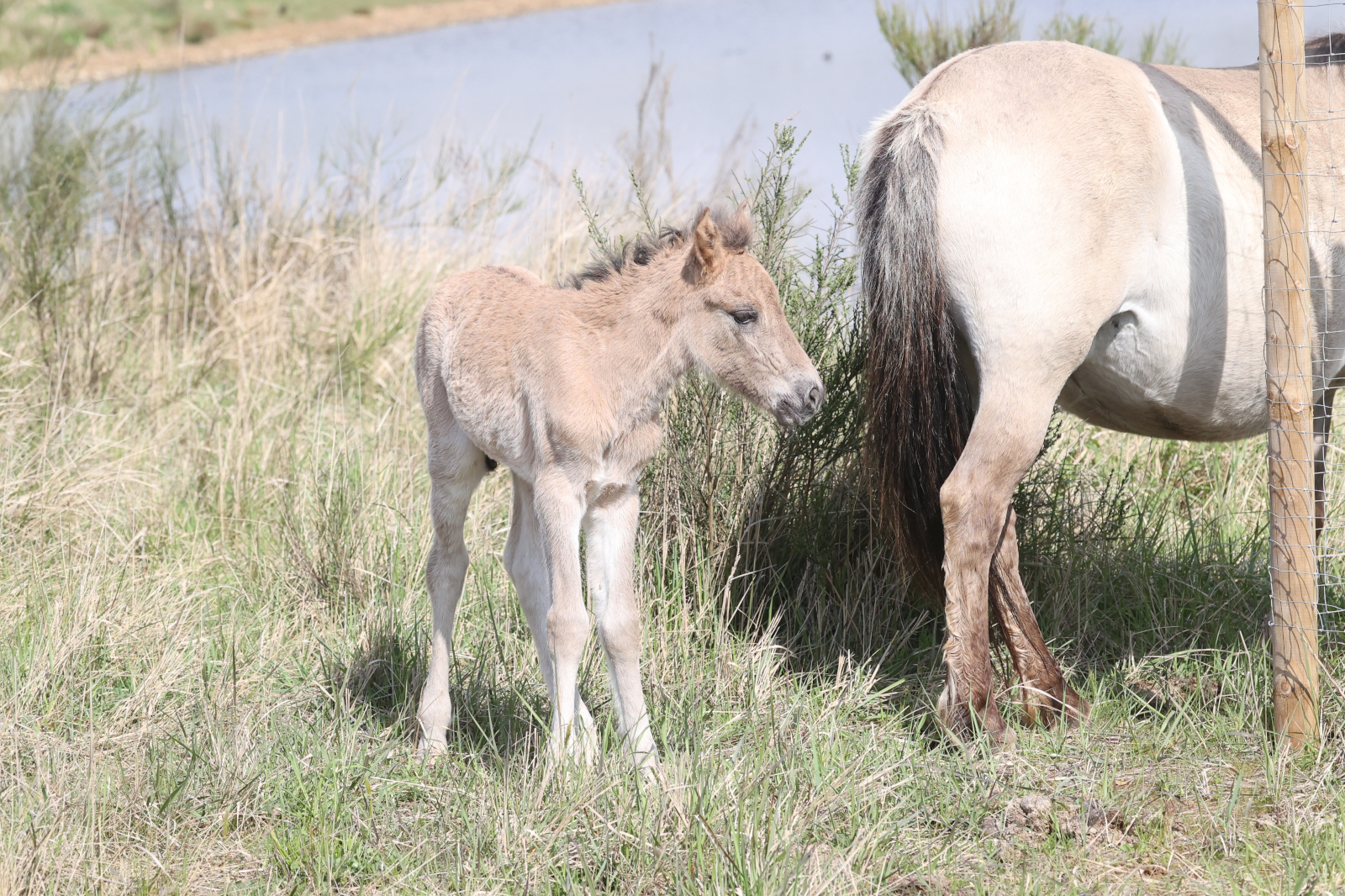 Ein hellbraunes Fohlen steht auf einer grasbewachsenen Wiese neben einem ausgewachsenen Pferd, im Hintergrund ist ein Gewässer zu sehen.