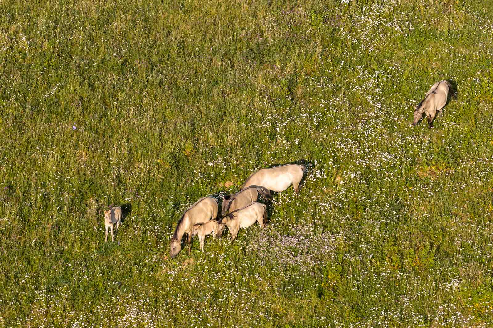 Eine Gruppe von Weidetieren in einer lebhaften grünen Wiese voller weißer Blumen unter hellem Sonnenlicht.