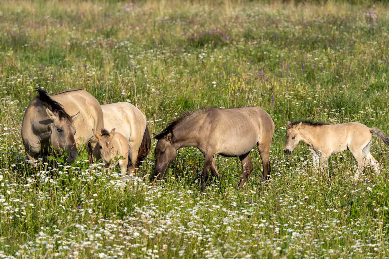 Eine Gruppe von Pferden, die an einem sonnigen Tag in einem mit Wildblumen bewachsenen Feld weiden.