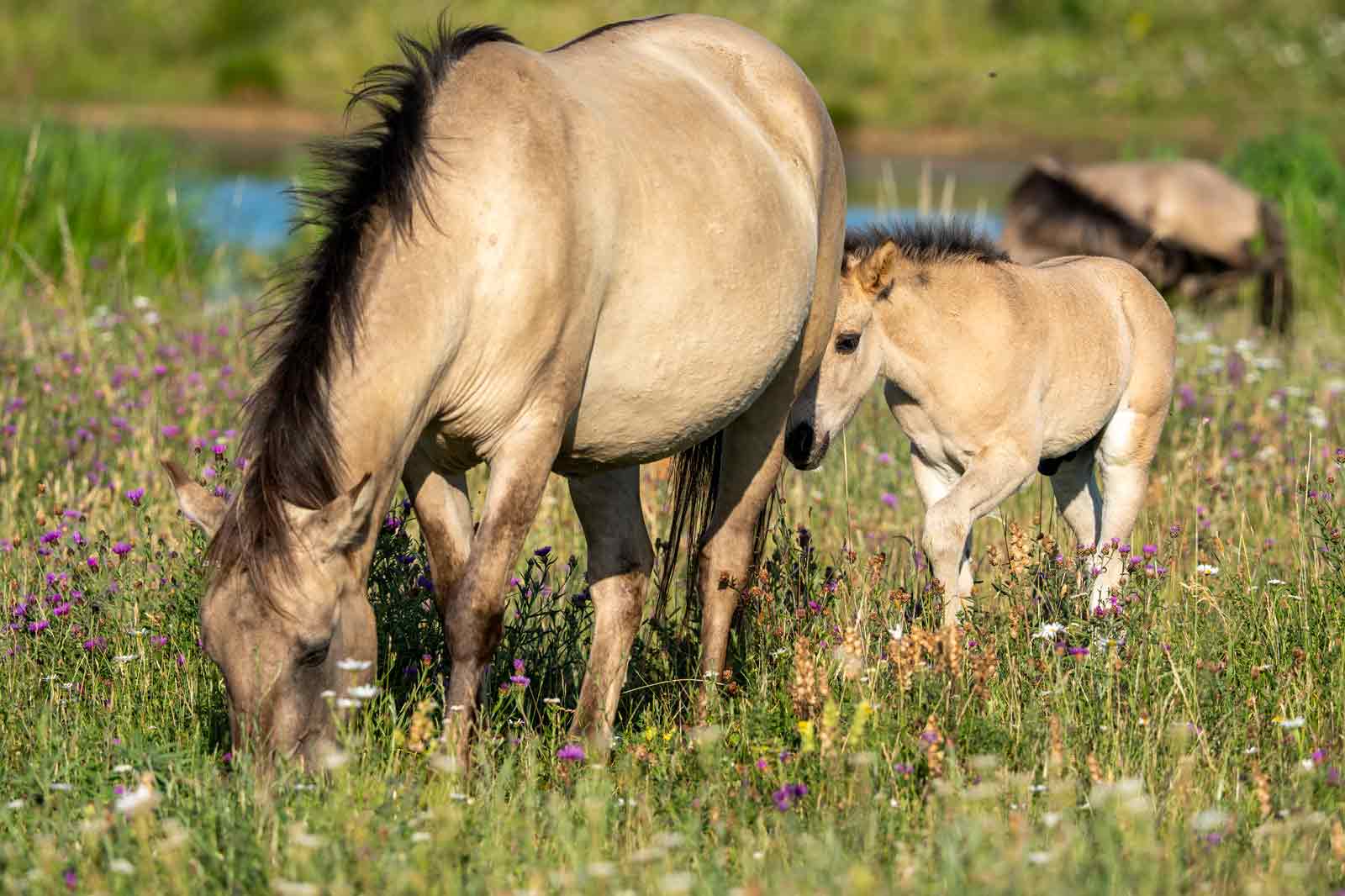 Eine Stute grast in einem Feld voller Wildblumen, während ihr Fohlen neben ihr steht und den sonnigen Tag genießt.