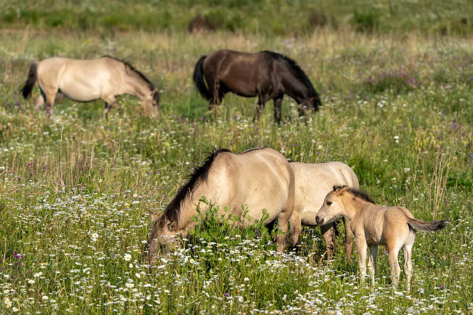 Zwei hellbraune Pferde und ein Fohlen grasen zwischen Wildblumen auf einer üppigen Wiese, im Hintergrund sind dunkle Pferde zu sehen.