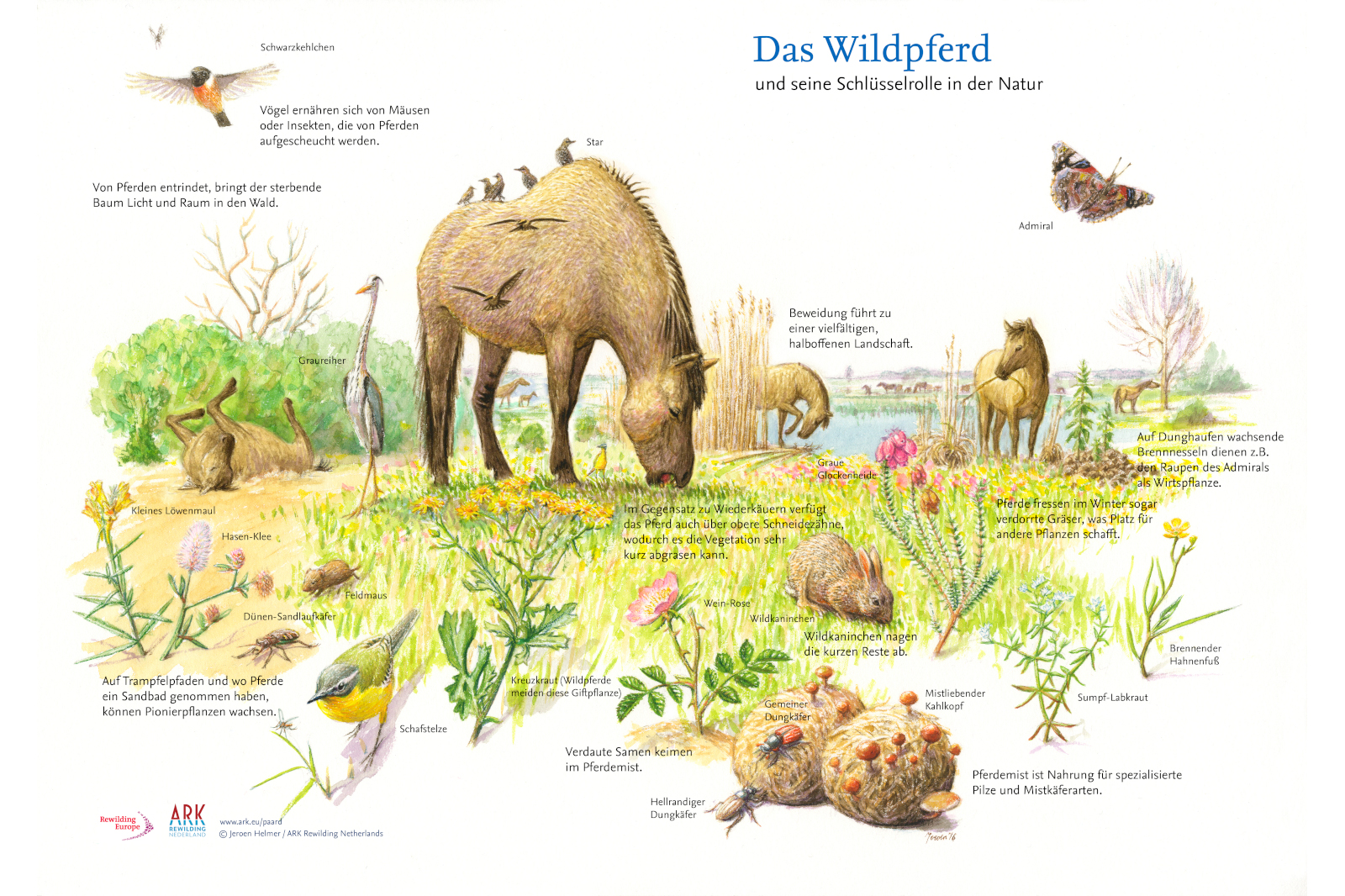 Eine Illustration, die Wildpferde in einer natürlichen Umgebung zeigt, umgeben von verschiedenen Flora und Fauna, mit informativen Beschriftungen.