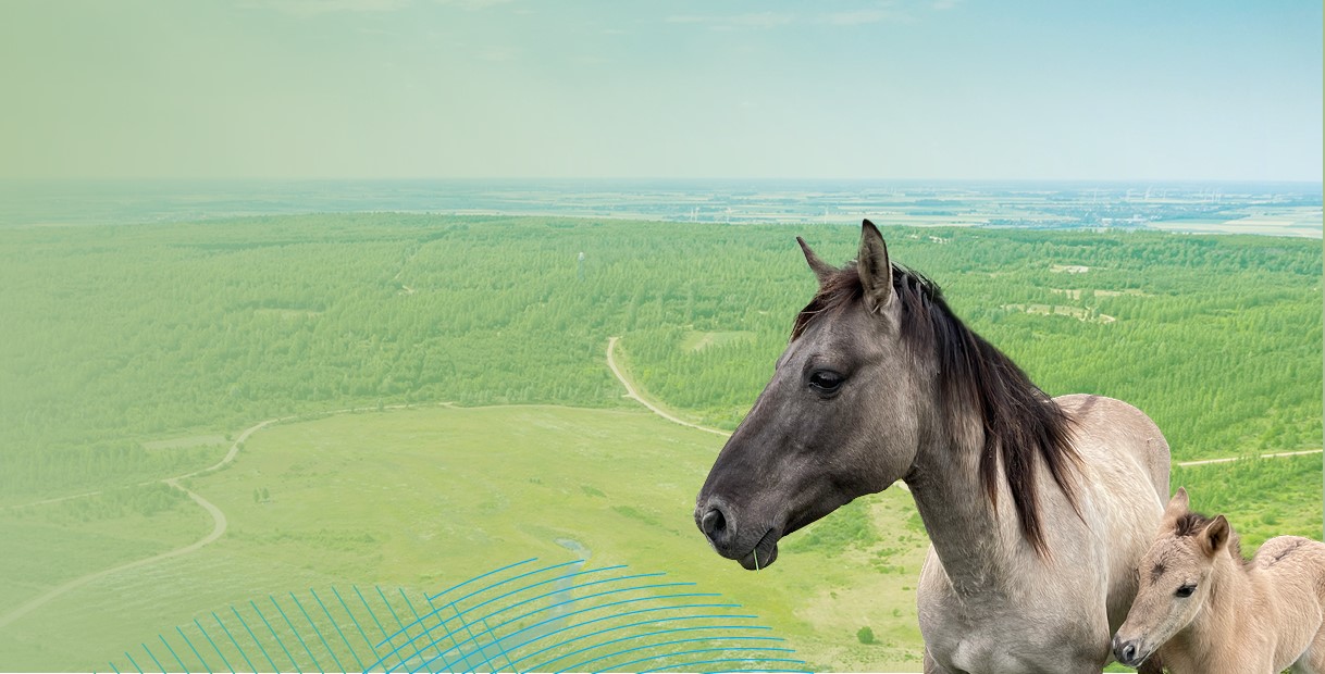 Ein graues Pferd und ein Fohlen stehen auf einem grünen Hügel und blicken auf eine weite Landschaft mit Bäumen und Feldern unter einem klaren Himmel.