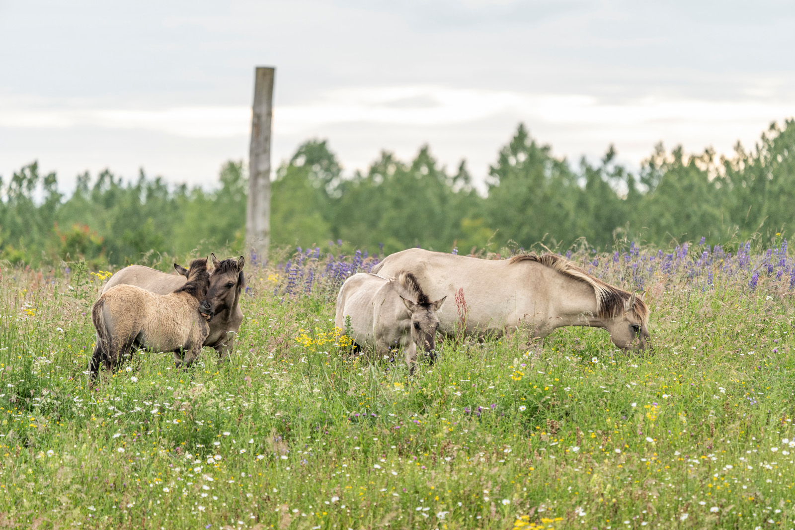 Vier Pferde grasen in einem üppigen Feld voller bunter Wildblumen unter einem bewölkten Himmel.