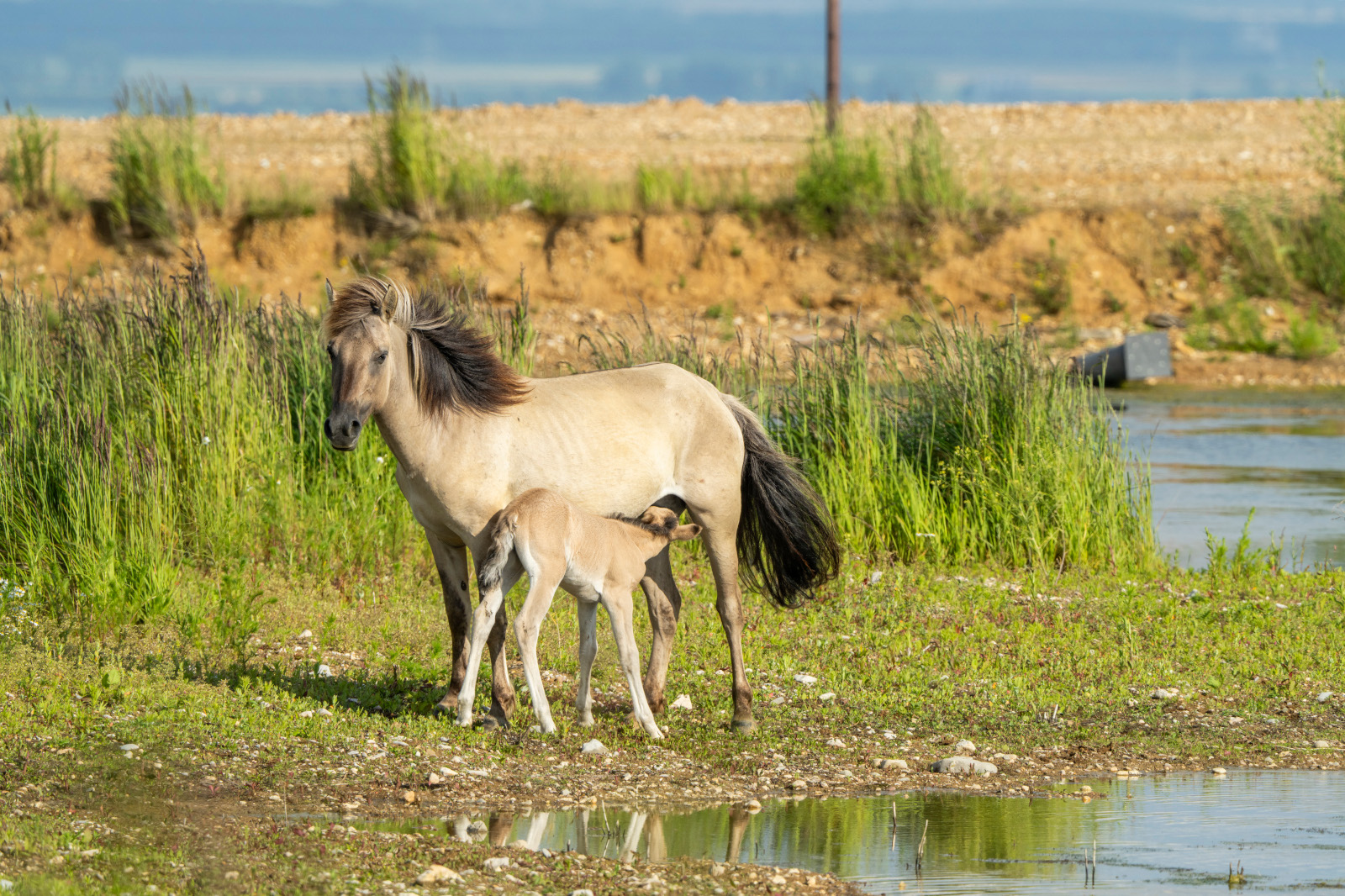 Eine Stute und ihr Fohlen stehen in einem grasbewachsenen Gebiet in der Nähe eines Gewässers, mit einem ruhigen Hintergrund aus Hügeln und einem bewölkten Himmel.