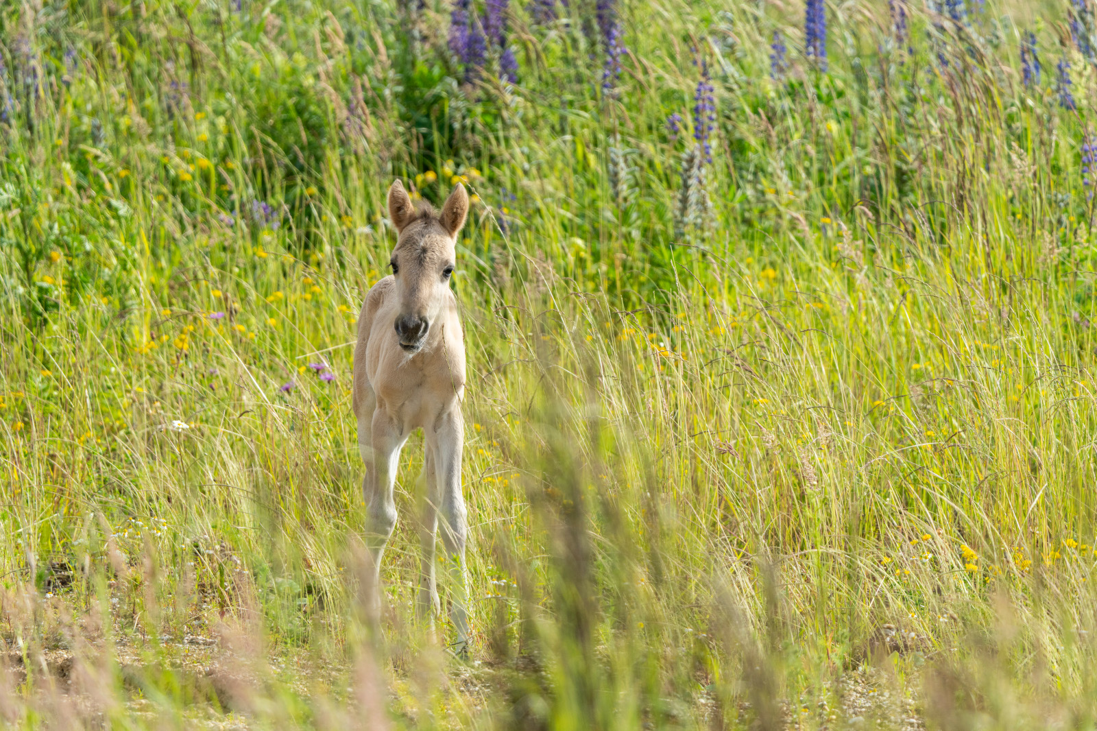 Ein junger Fohlen steht auf einer Wiese voller Wildblumen und hohem Gras und schaut in die Kamera.