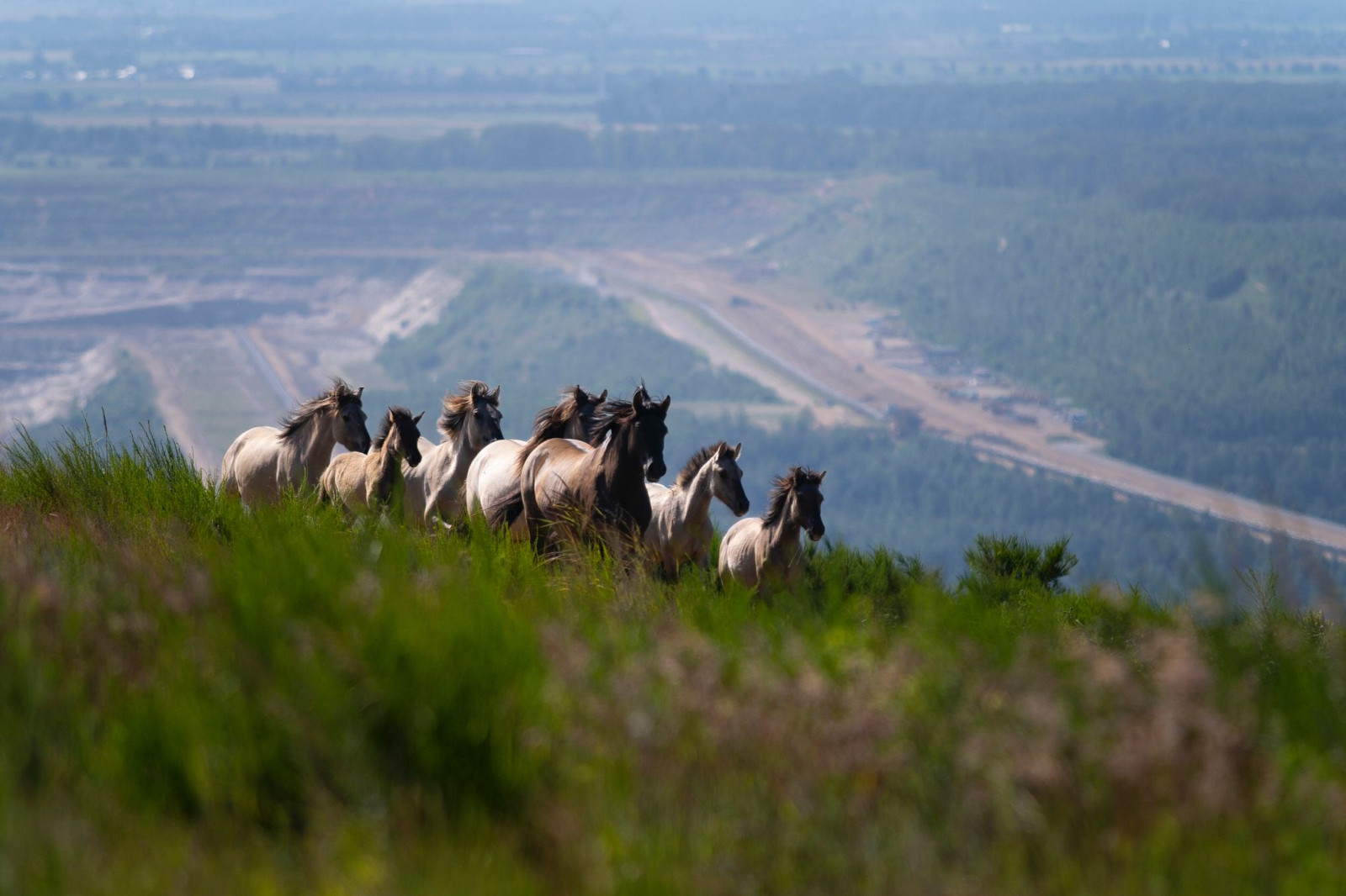 Eine Gruppe von Pferden läuft auf einem Hügel, mit einer weiten Landschaft und einer entfernten Straße im Hintergrund.
