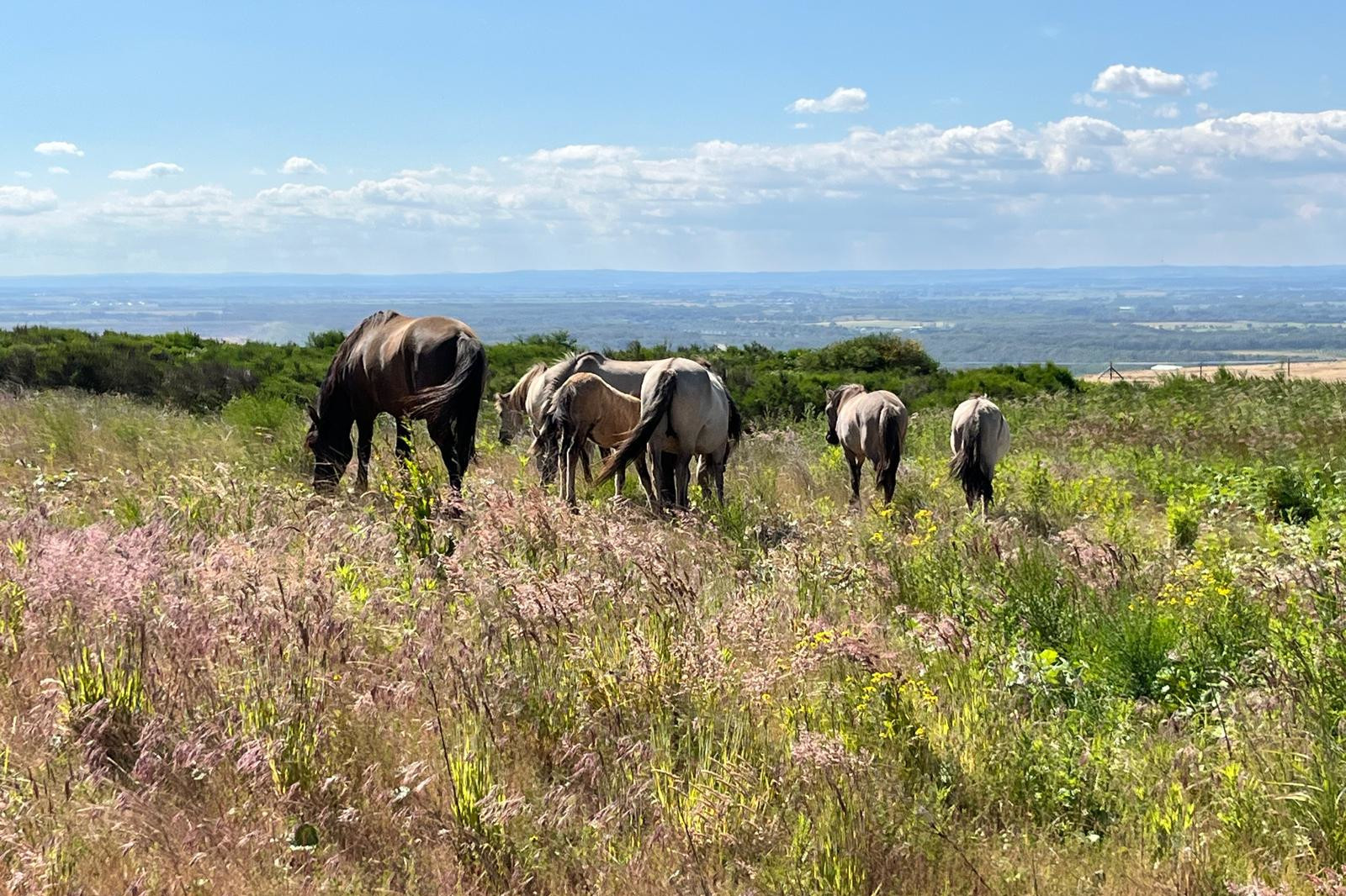 Fünf Pferde grasen in einer lebhaften Wiese voller pinker und gelber Blumen unter einem klaren blauen Himmel.