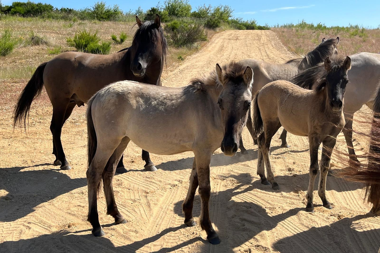 Eine Gruppe von fünf Pferden steht auf einem sandigen Weg, mit einem hellgrauen Pferd, das deutlich im Vordergrund steht.