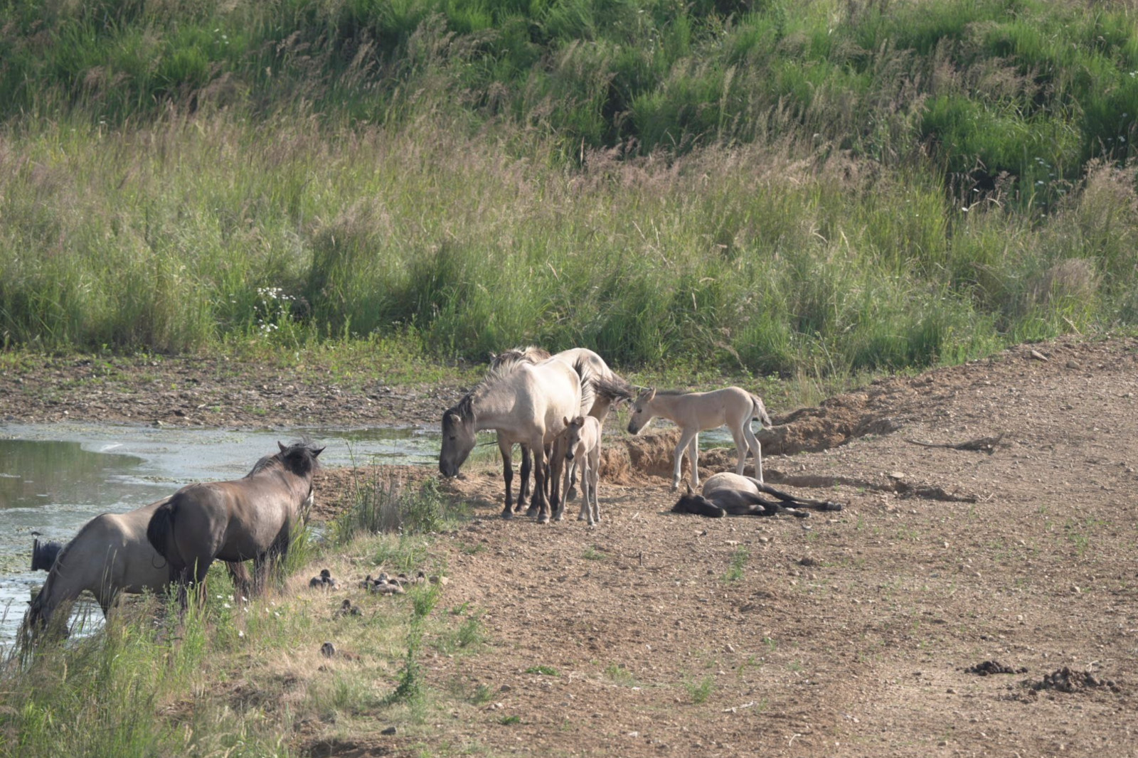 Eine Gruppe von Gnus und einigen Kälbern in der Nähe einer Wasserquelle, mit grünem Gras im Hintergrund.