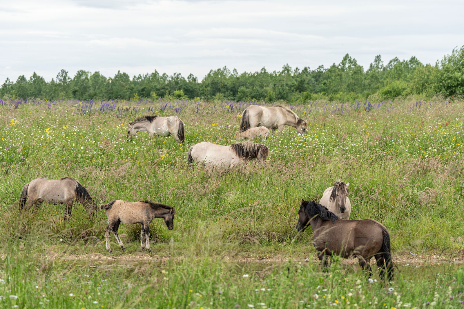 Eine Gruppe von Pferden weidet auf einer üppig grünen Wiese, geschmückt mit Wildblumen und umgeben von Bäumen unter einem bewölkten Himmel.