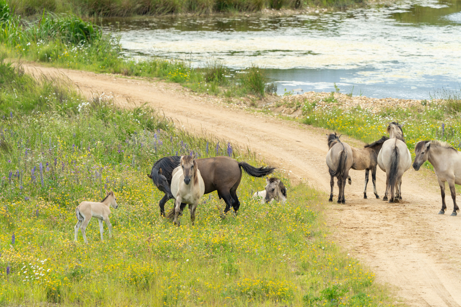 Eine Gruppe von Pferden, darunter ein Fohlen, weidet neben einem Feldweg und einem Fluss mit blühenden Wildblumen im Hintergrund.
