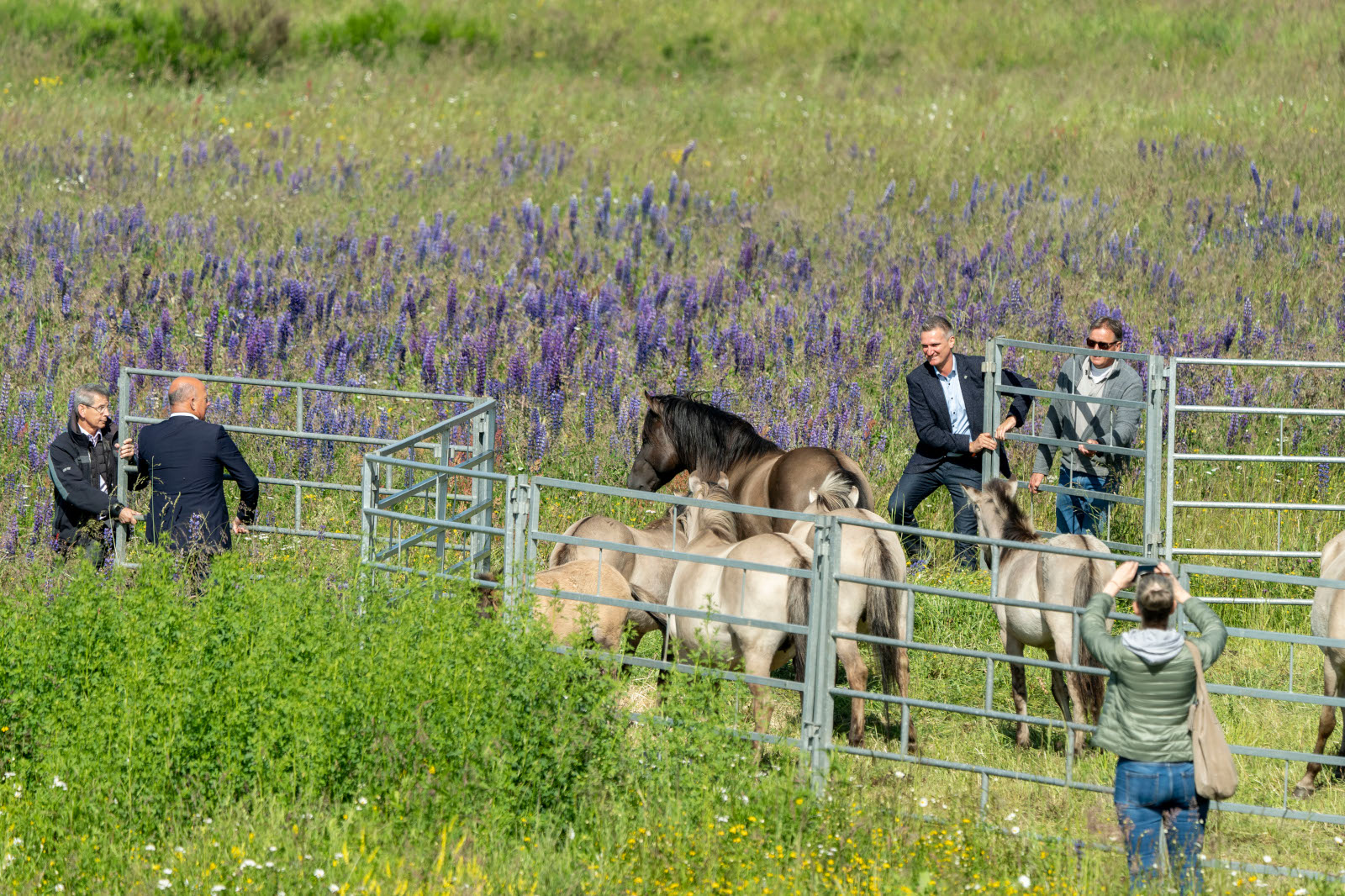 Eine Gruppe von Menschen in der Nähe eines Pferchens, umgeben von lebhaften lila Blumen. Zwei Männer halten ein Tor, während Pferde drinnen stehen.