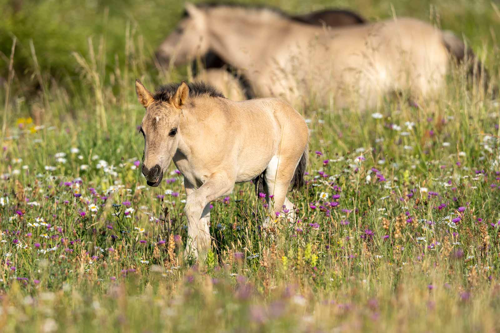 Ein junges, hellbraunes Fohlen läuft durch eine blühende Wiese mit bunten Blumen im Hintergrund.