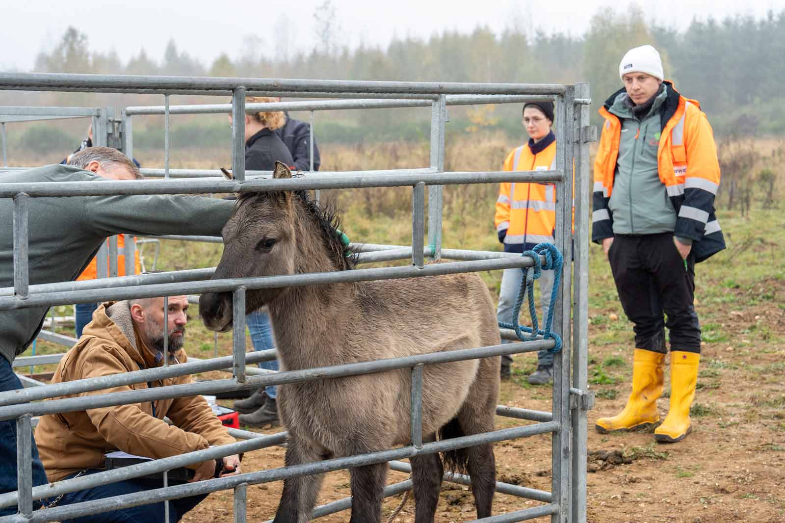 Ein kleines Pferd steht in einem eingezäunten Bereich, während Menschen in der Nähe beobachten und helfen.