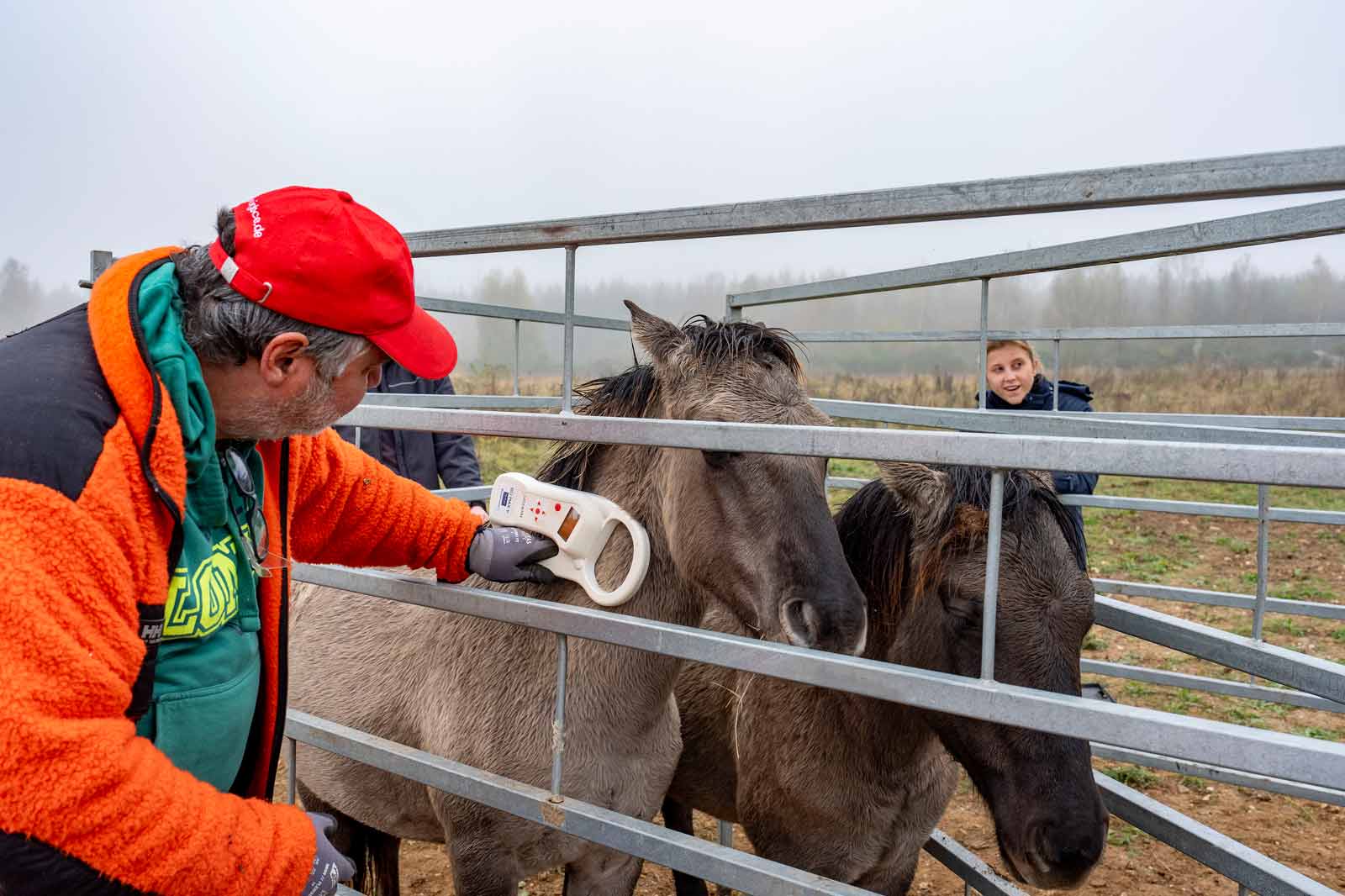 Ein Mann mit roter Mütze und orangefarbener Jacke scannt ein Pony mit einem digitalen Gerät in einem Stall.