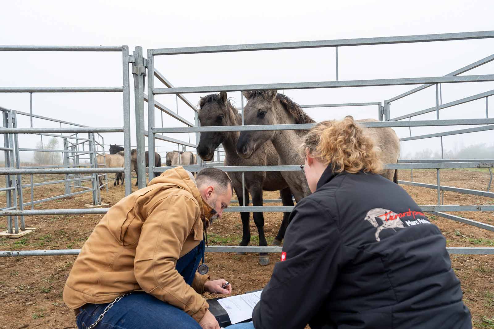 Ein Mann und eine Frau beobachten Pferde in einem Paddock, während sie Unterlagen überprüfen. Die Szene ist leicht neblig.