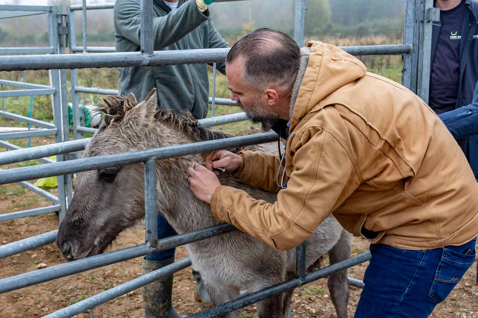 Eine Person mit einer braunen Jacke untersucht ein graues Pferd in einem Zaun. Im Hintergrund stehen weitere Personen.