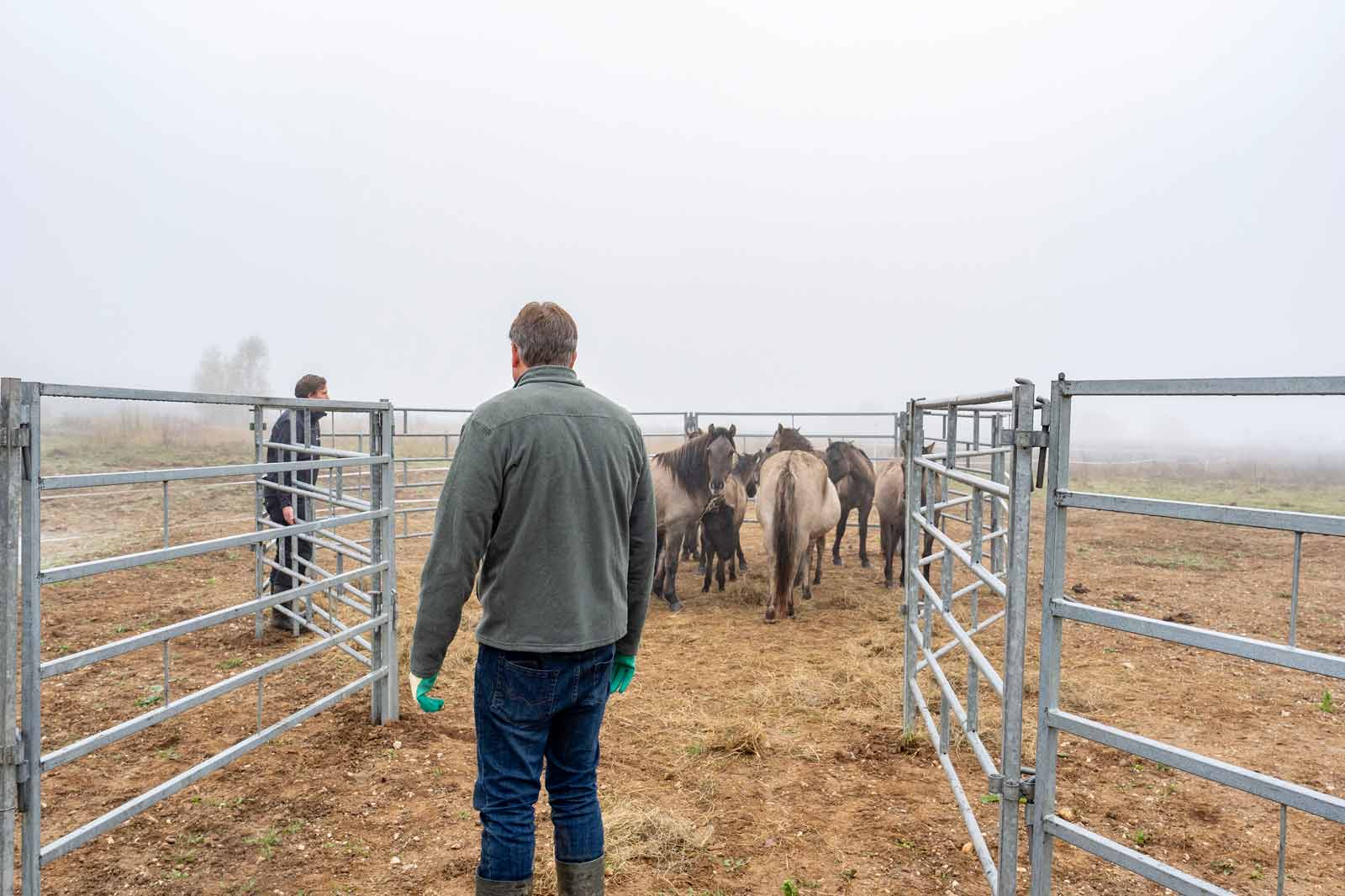 Zwei Männer stehen in einem Nebel auf einer Weide und beobachten eine Gruppe von Pferden hinter Zäunen.