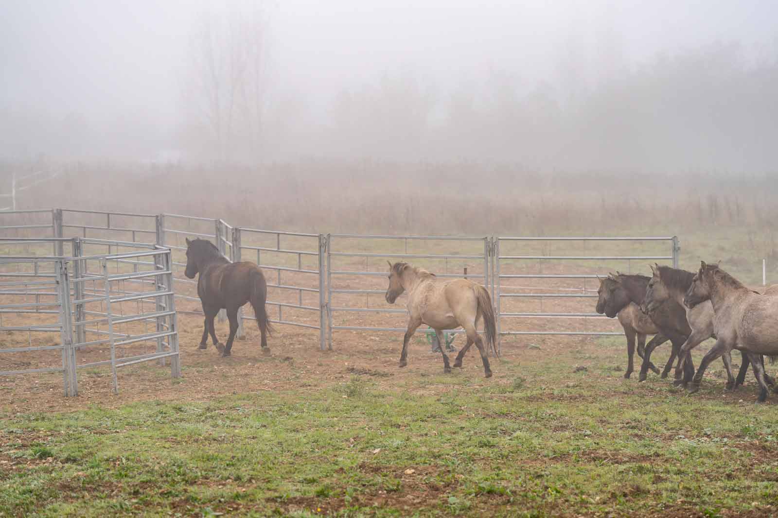 Eine Gruppe von Pferden läuft in einem nebligen Feld, während sie sich um eine Stange aus Metall gruppieren.