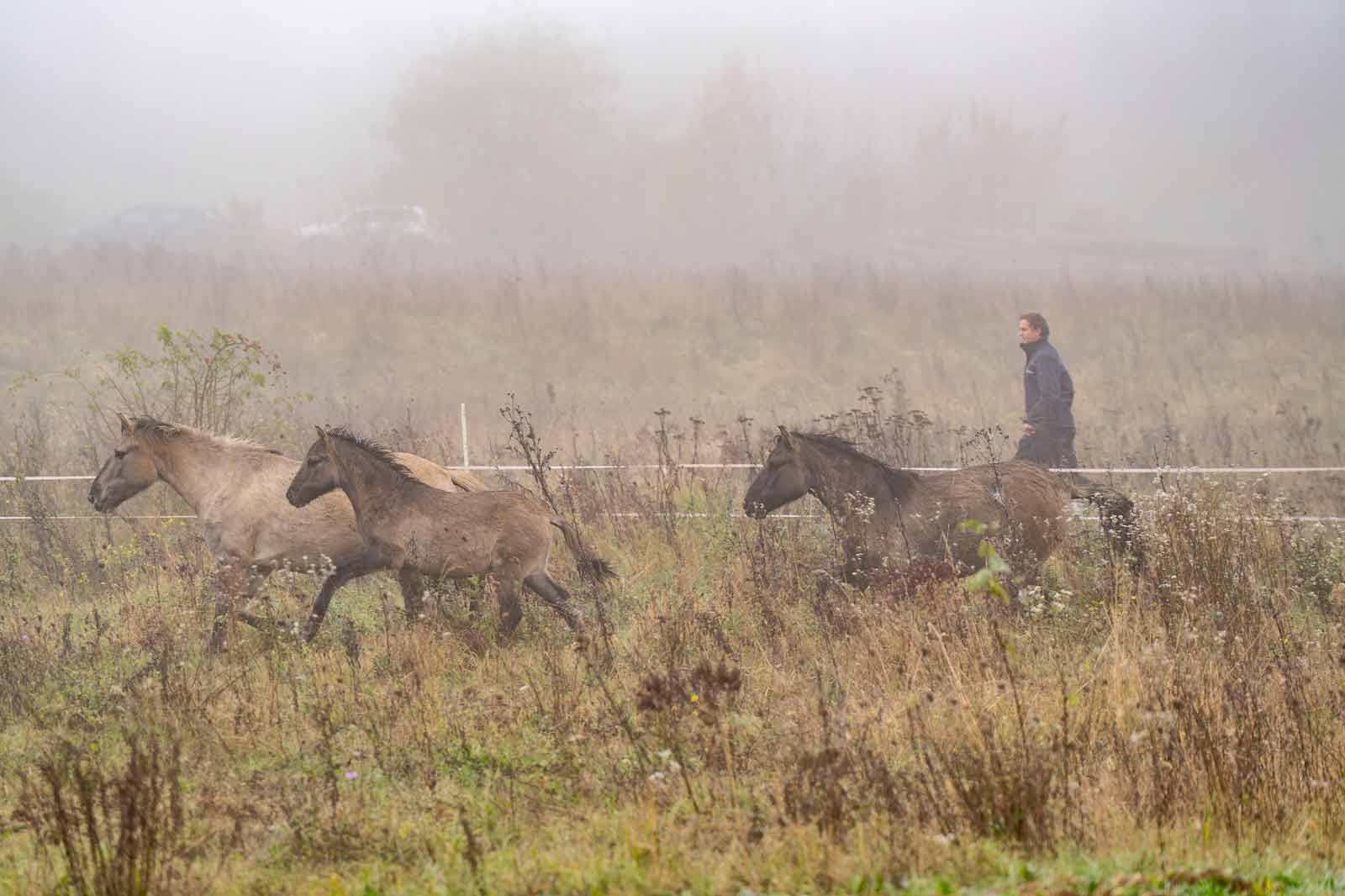 Ein Mann geht neben zwei galoppierenden Pferden in einem nebligen Feld mit hohem Gras und Sträuchern.