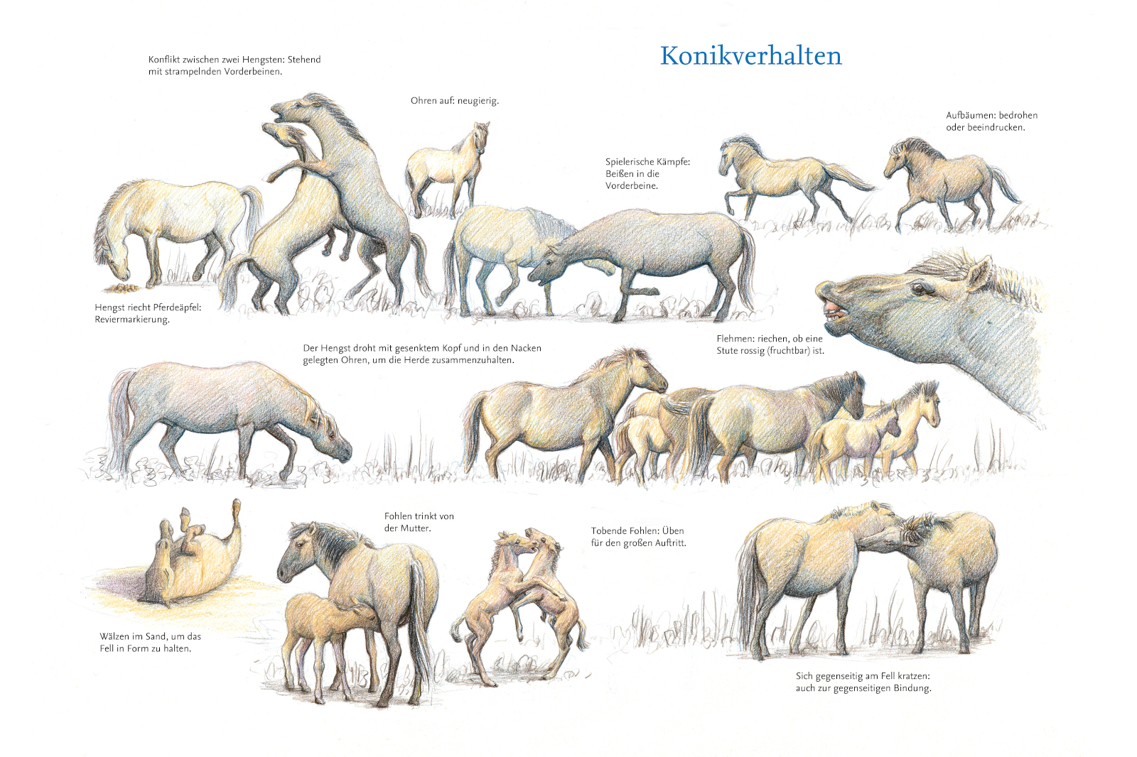 Eine Grafik, die das Verhalten von Konik-Pferden darstellt, mit verschiedenen Interaktionen und Haltungen, einschließlich Fohlen, die trinken.