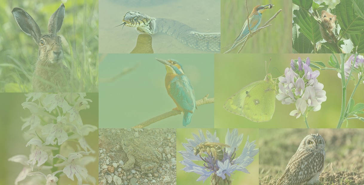 Eine Collage aus verschiedenen Tieren und Pflanzen, darunter ein Hase, eine Schlange, ein Königfischer und eine Blume.