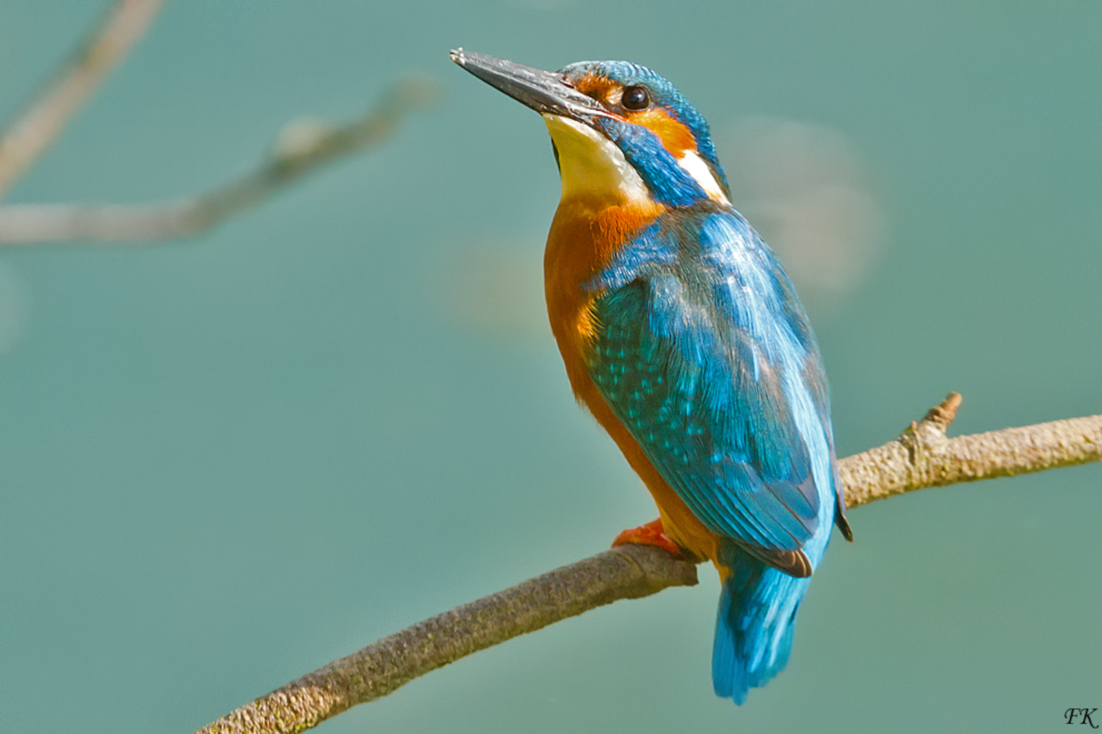 Ein blauer Eisvogel sitzt auf einem Ast, mit orangefarbenem Brustgefieder und leuchtend blauem Gefieder vor akvaklarem Hintergrund.