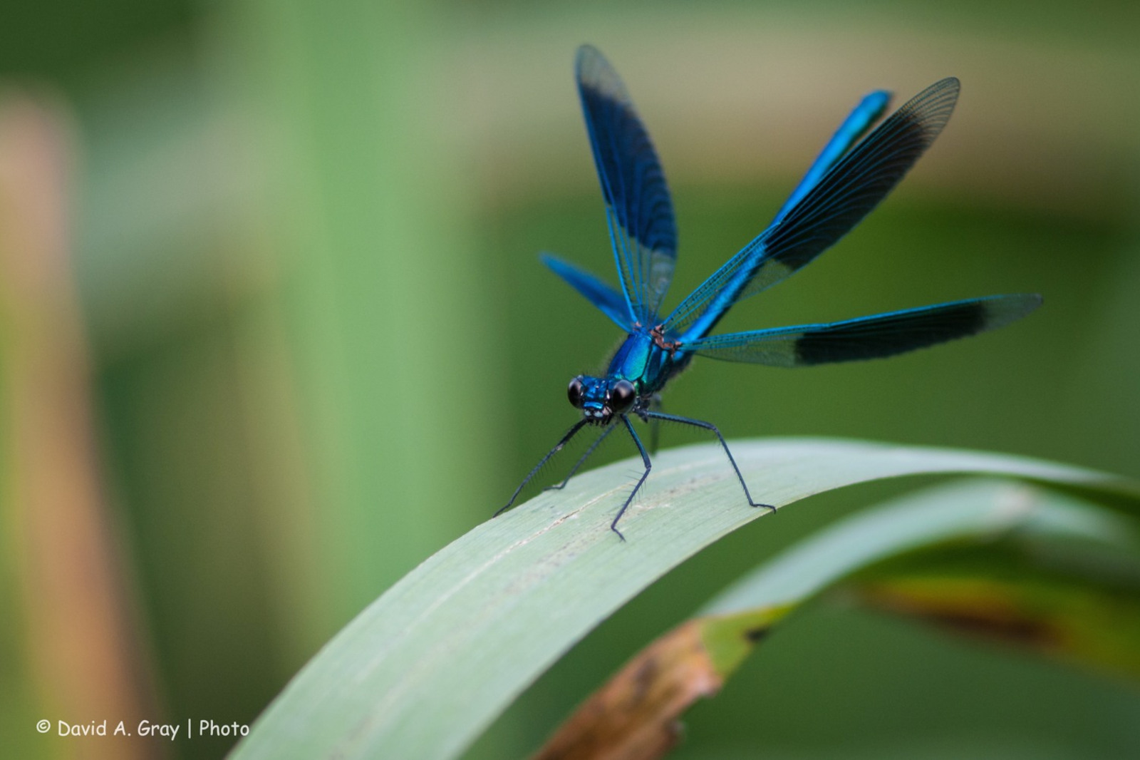 Eine lebhaft blaue Libelle, die auf einem grünen Blatt sitzt und ihre filigranen Flügel und ihren zarten Körper zeigt.
