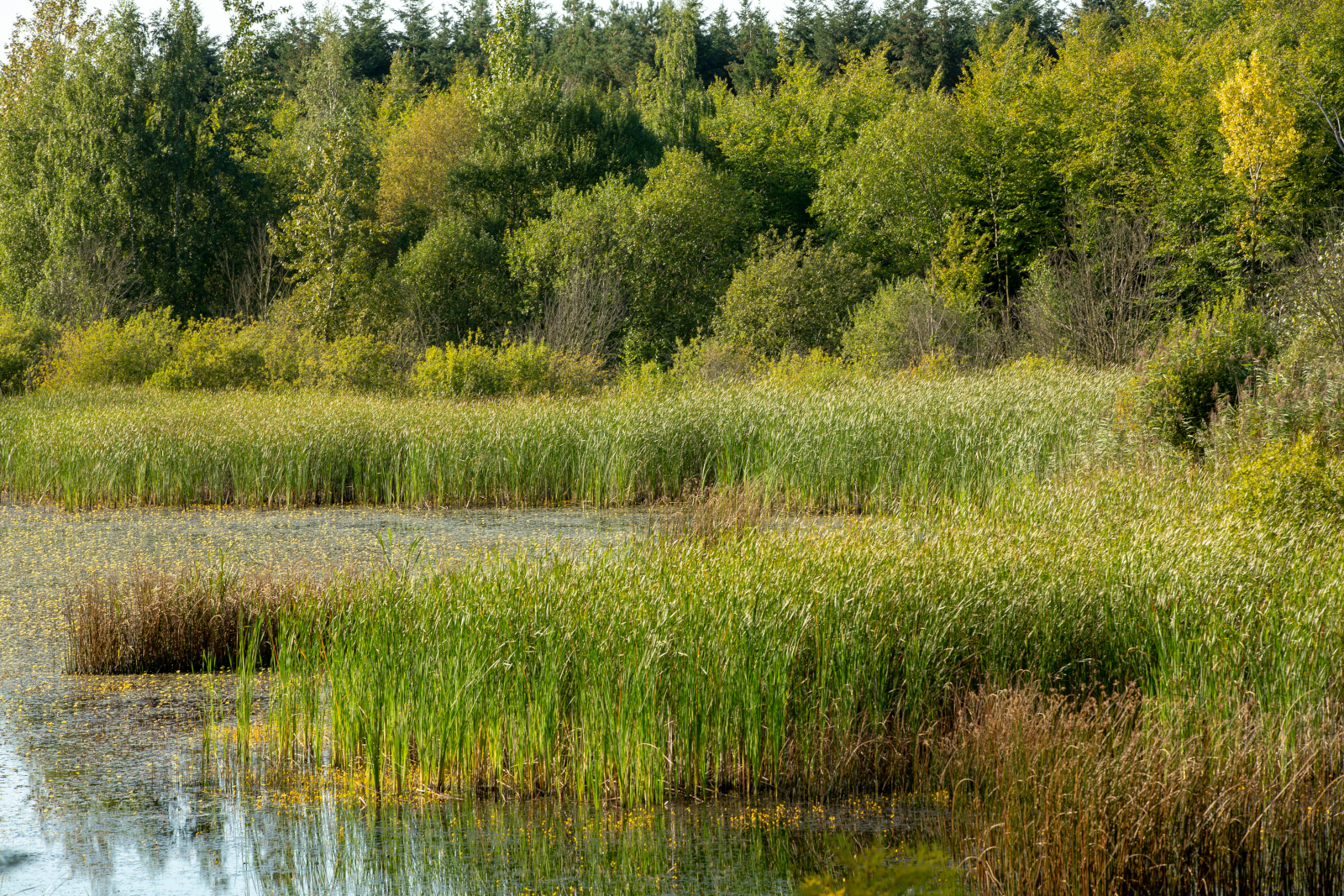Eine ruhige Feuchtgebietsszene mit hohen Gräsern, Schilfrohr und verschiedenen Büschen, die sich im ruhigen Wasser spiegeln.