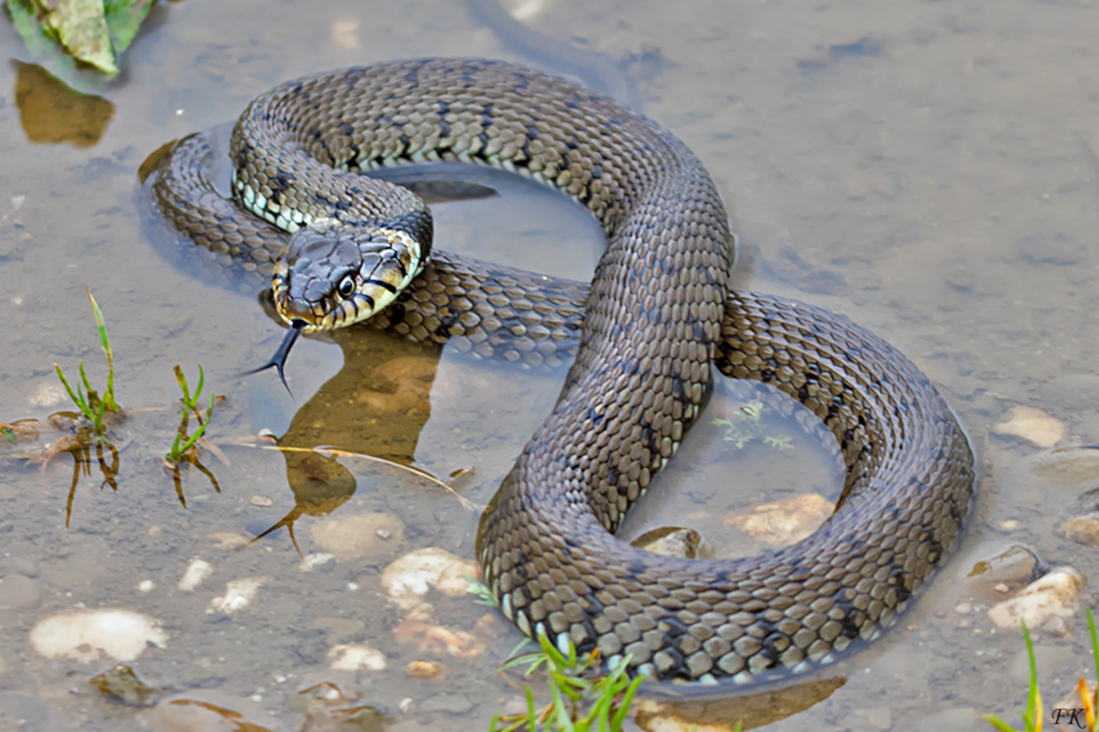 Eine dunkle Schlange liegt im flachen Wasser, während sie mit ihrer Zunge über kleine Steine und Gras schnippt, umgeben von einer reflektierenden Oberfläche.