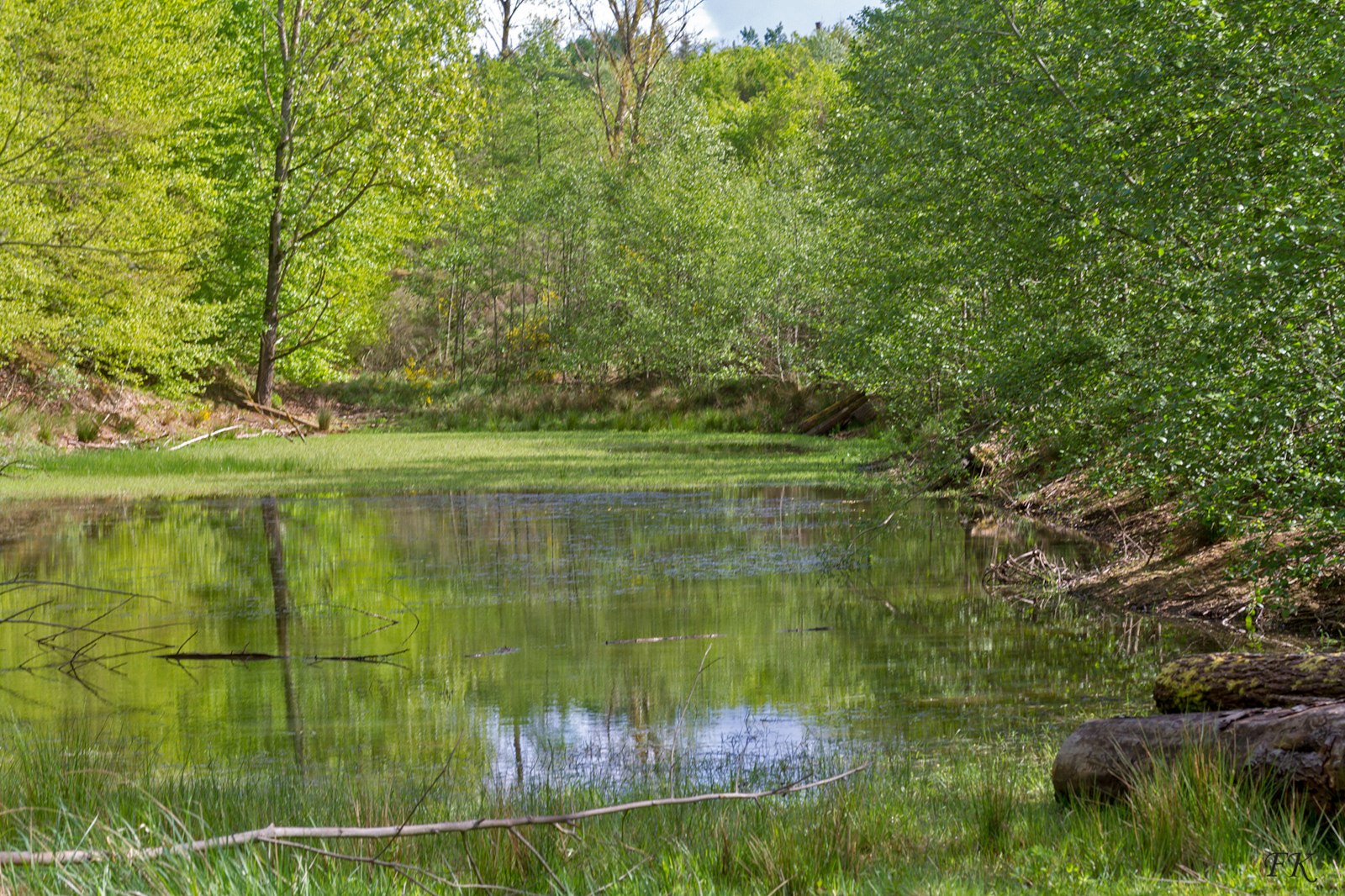 Ein ruhiger Teich, umgeben von üppigem Grün, spiegelt die Bäume im stillen Wasser und schafft eine friedliche Naturszene.