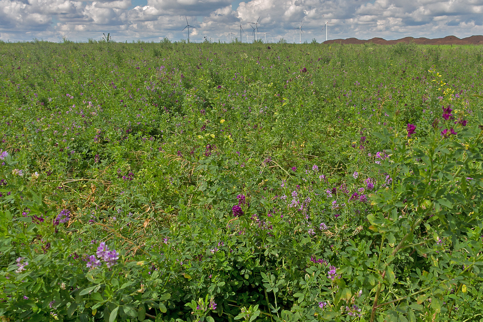 Ein lebhaft grünes Feld mit lila Blumen, Windturbinen in der Ferne und einem bewölkten Himmel darüber.