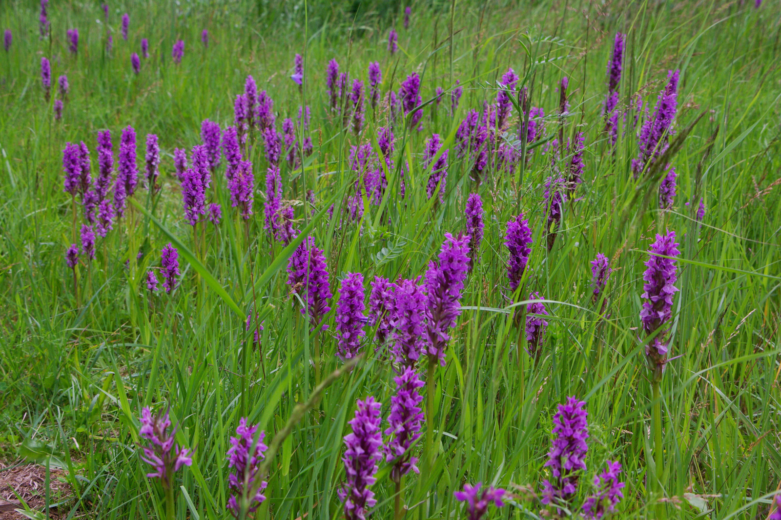 Ein üppiges grünes Feld, das mit Gruppen von lebhaften lila Orchideen übersät ist, umgeben von hohem Gras unter einem bewölkten Himmel.