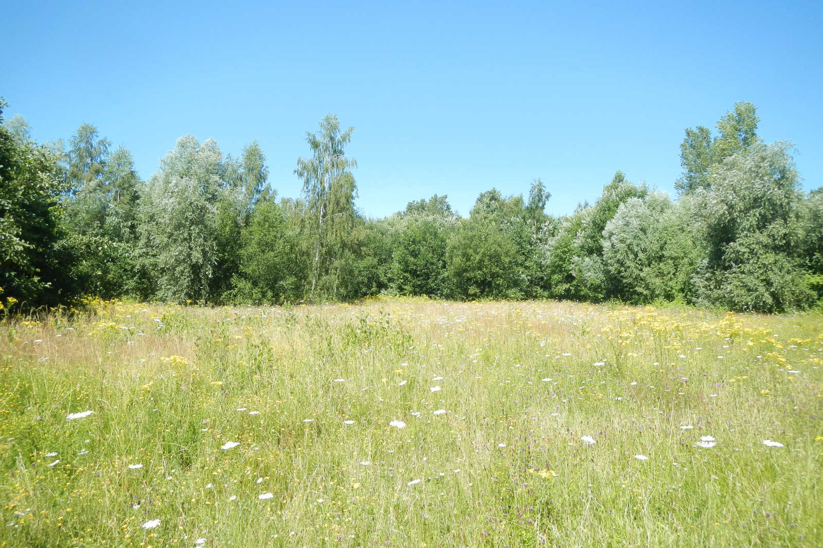 Eine sonnige Wiese voller wildwachsender Blumen erstreckt sich vor einem Hintergrund aus üppigem grünem Wald unter einem klaren blauen Himmel.