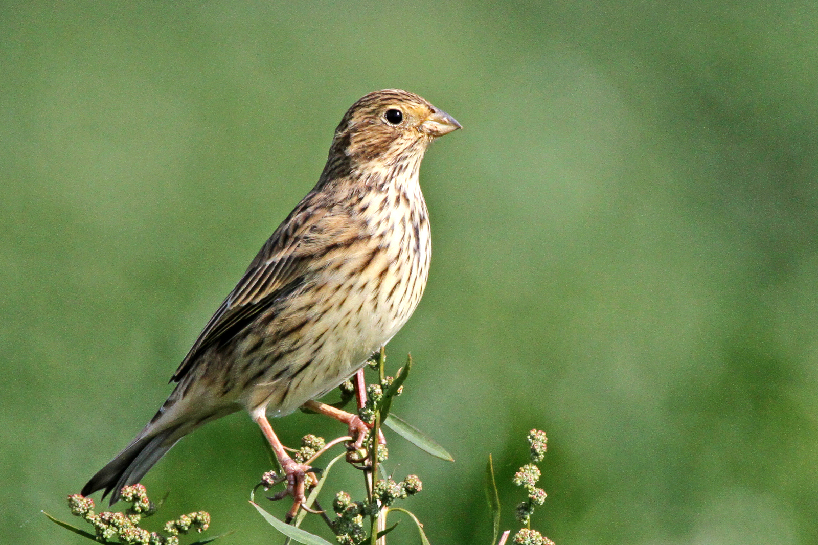 Eine Nahaufnahme eines kleinen Vogels, der auf einer grünen Pflanze sitzt. Sein Gefieder ist braun gestreift, er hat einen neugierigen Ausdruck.