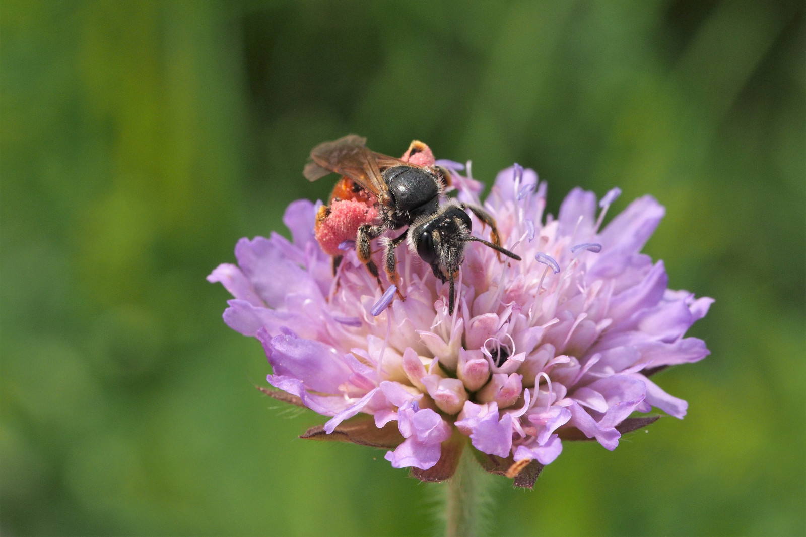 Eine Biene mit rosa Pollen auf ihrem Körper sammelt Nektar von einer lila Blume in einem grünen Feld.