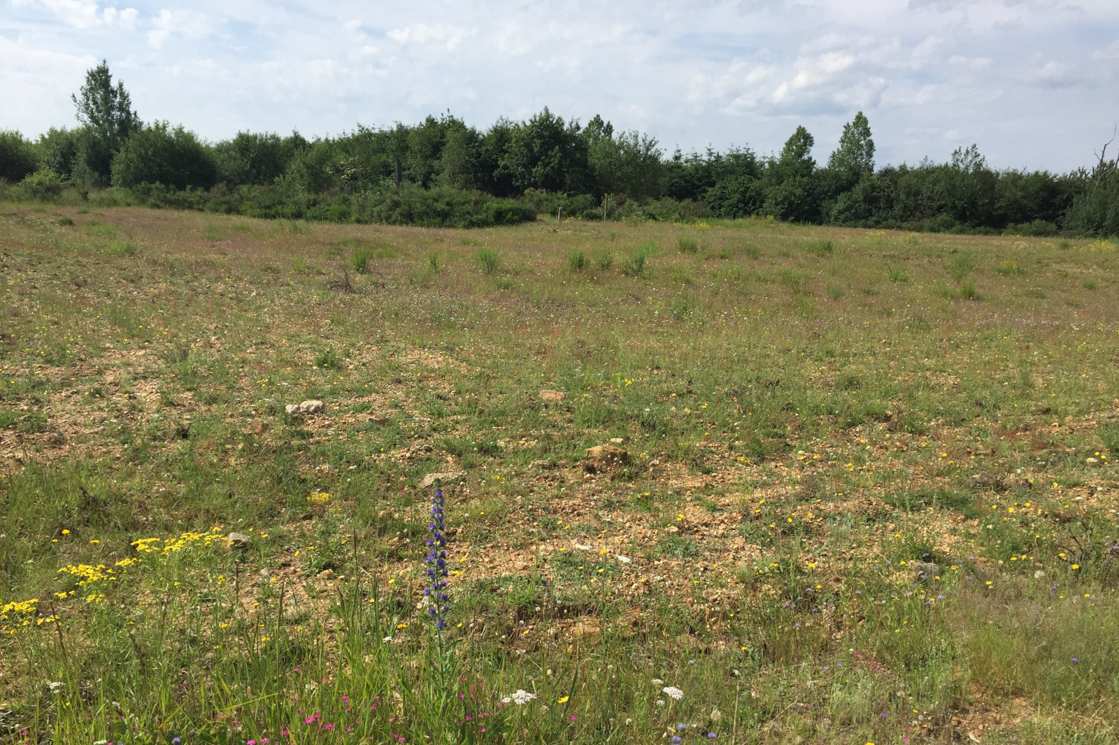Ein grasbewachsenes Feld mit bunten Wildblumen und Sträuchern unter einem teilweise bewölkten Himmel.