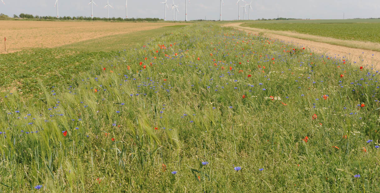 Ein lebendiges Feld mit roten Mohnblumen, blauen Kornblumen und grünen Gräsern neben einem Schotterweg und Windturbinen im Hintergrund.