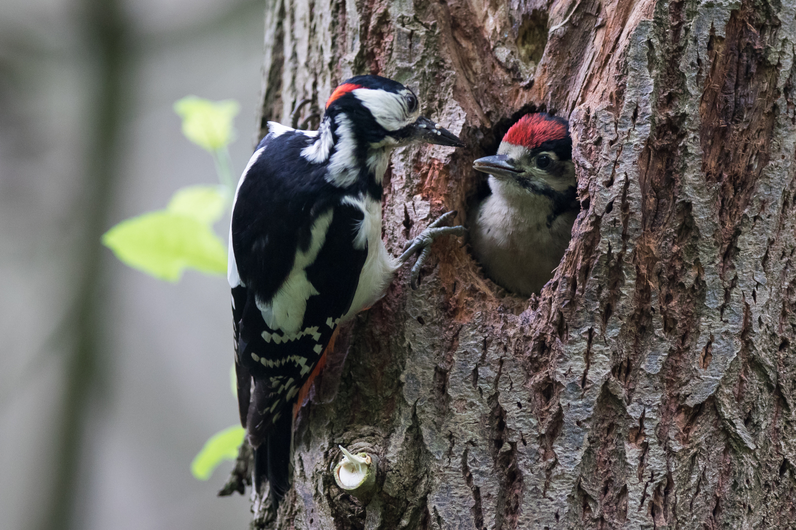 Ein Specht füttert sein Küken in einem Baumloch und zeigt die Bindung zwischen Eltern und Jungtier in natürlicher Umgebung.