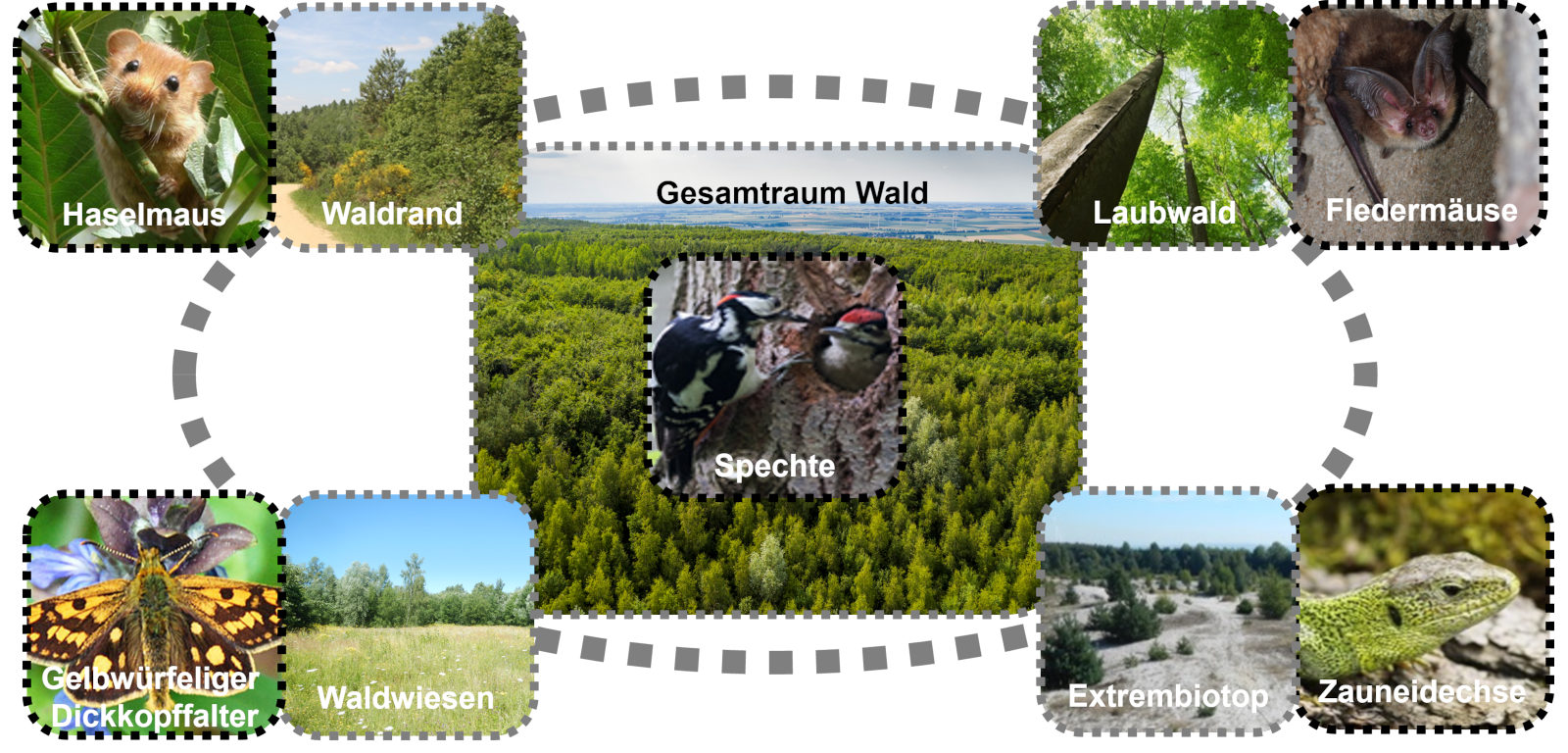 Eine Collage, die verschiedene Waldökosysteme und Wildtiere zeigt, einschließlich Haselmäuse, Waldränder und Fledermäuse.