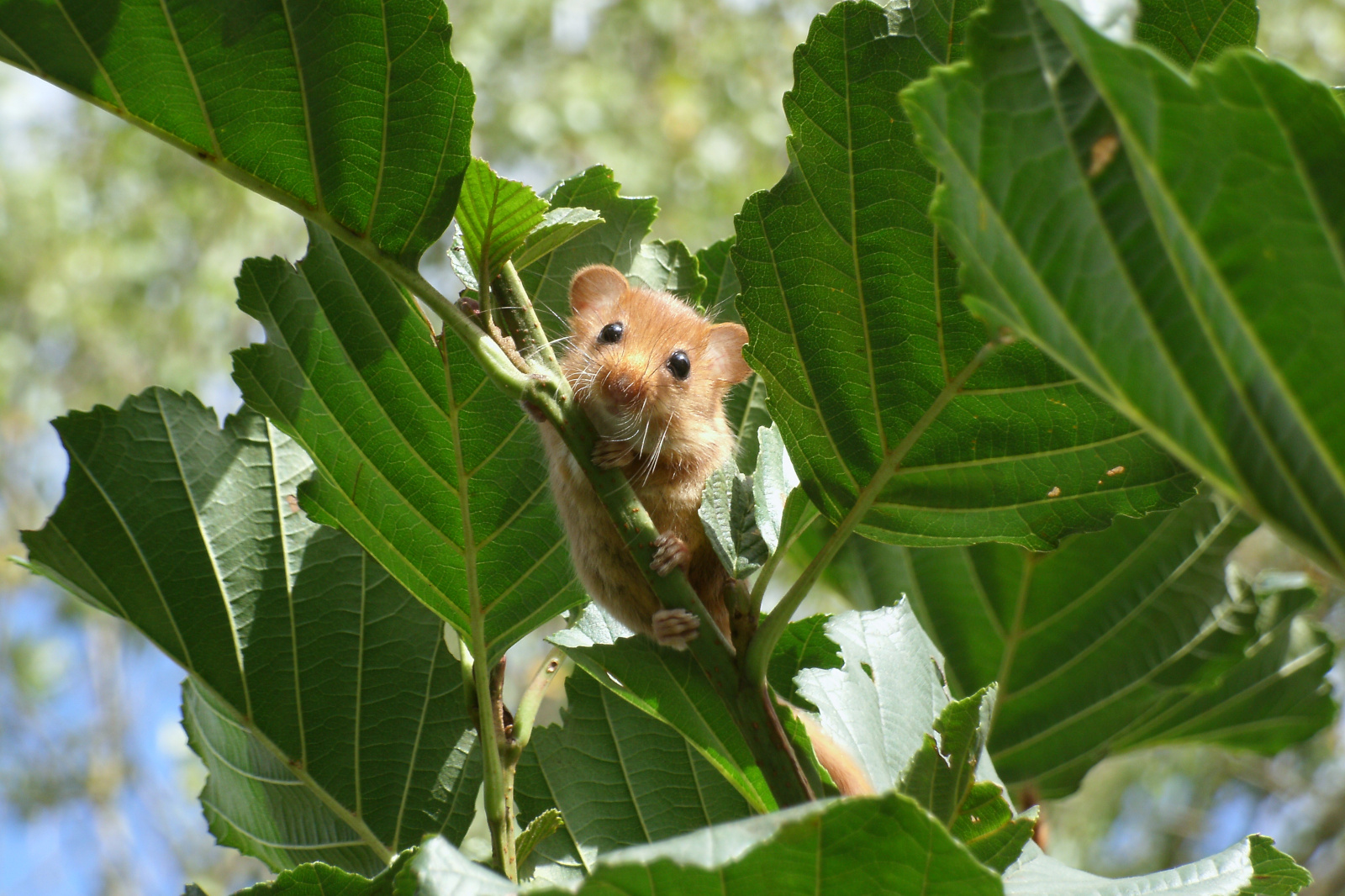 Eine kleine braune Maus scheint an einem blättrigen Zweig zu hängen, umgeben von großen grünen Blättern und sanftem Sonnenlicht.