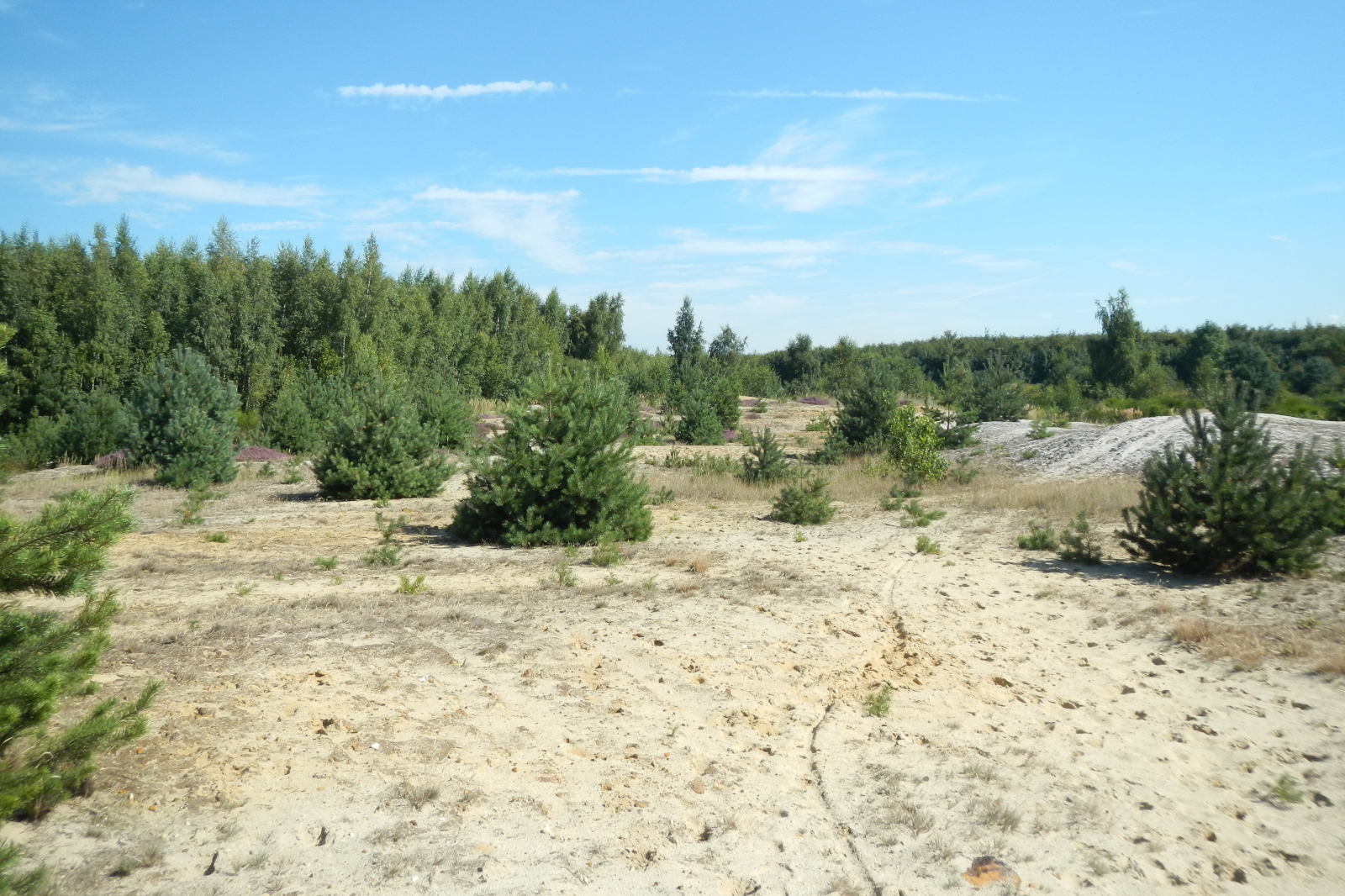 Ein sandiges Gebiet mit verstreuten kleinen Kiefern zwischen grünem Laub und einem klaren blauen Himmel.
